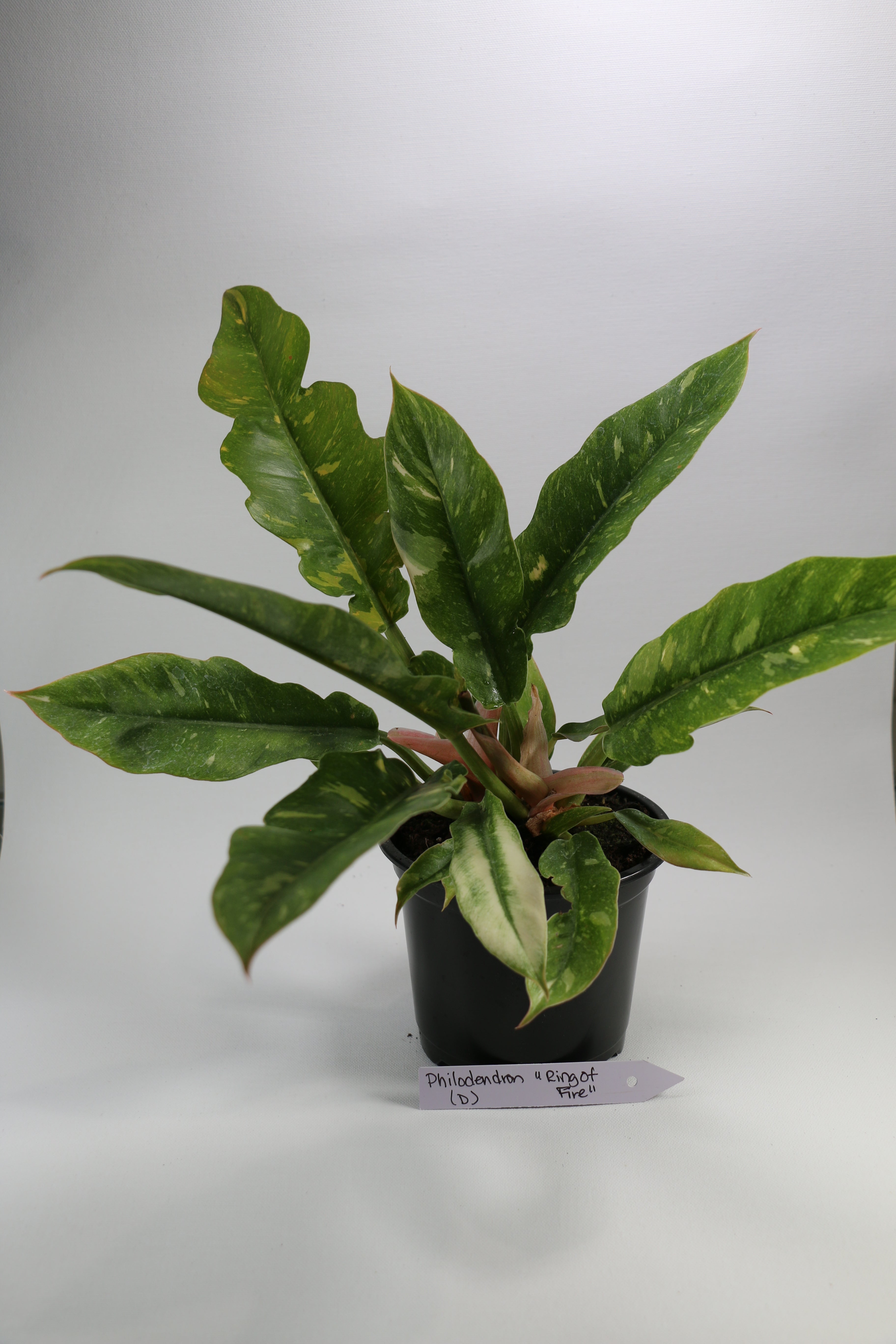 Philodendron ‘Ring of Fire’ — Exact Plant D
