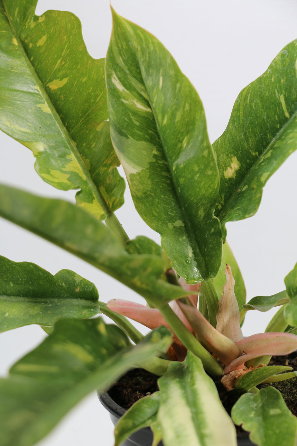 Philodendron ‘Ring of Fire’ — Exact Plant D