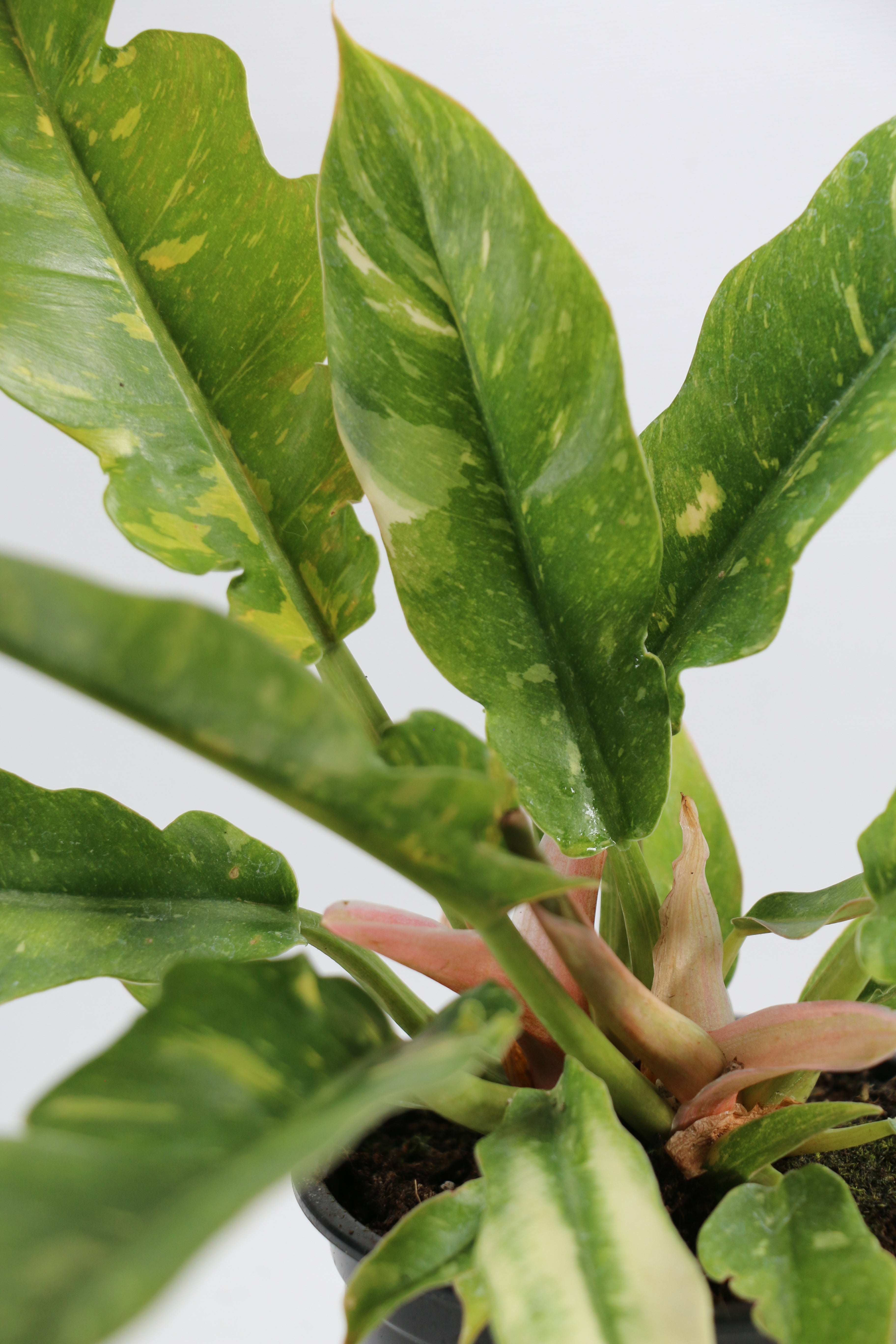 Philodendron ‘Ring of Fire’ — Exact Plant D