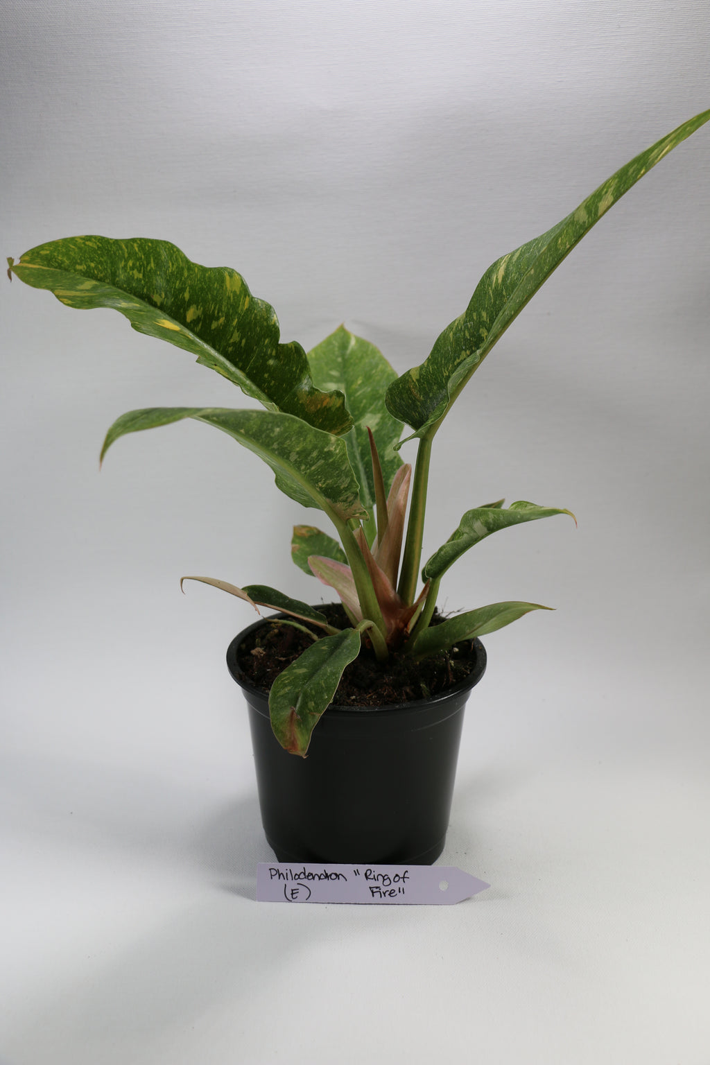 Philodendron ‘Ring of Fire’ — Exact Plant E