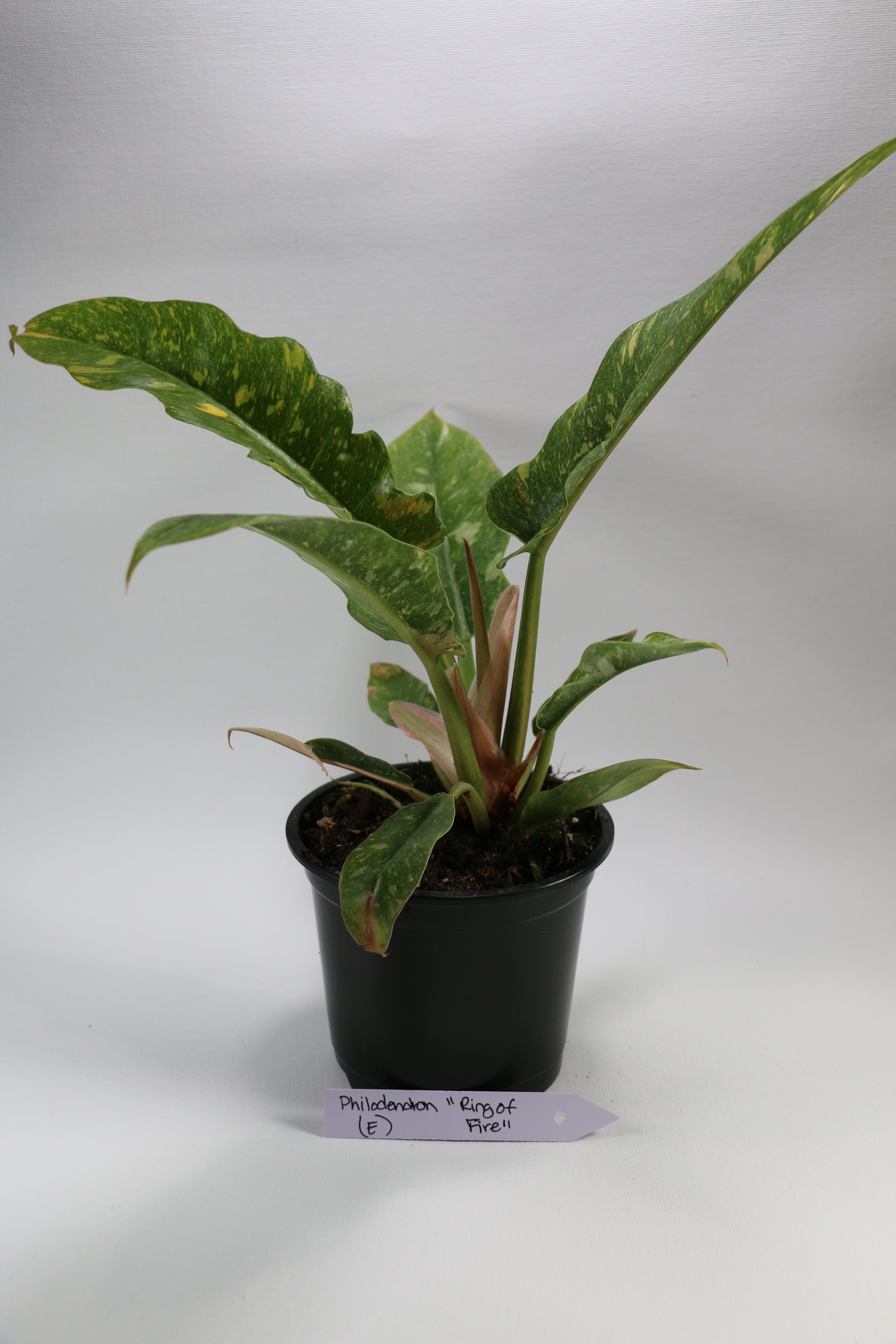 Philodendron ‘Ring of Fire’ — Exact Plant E