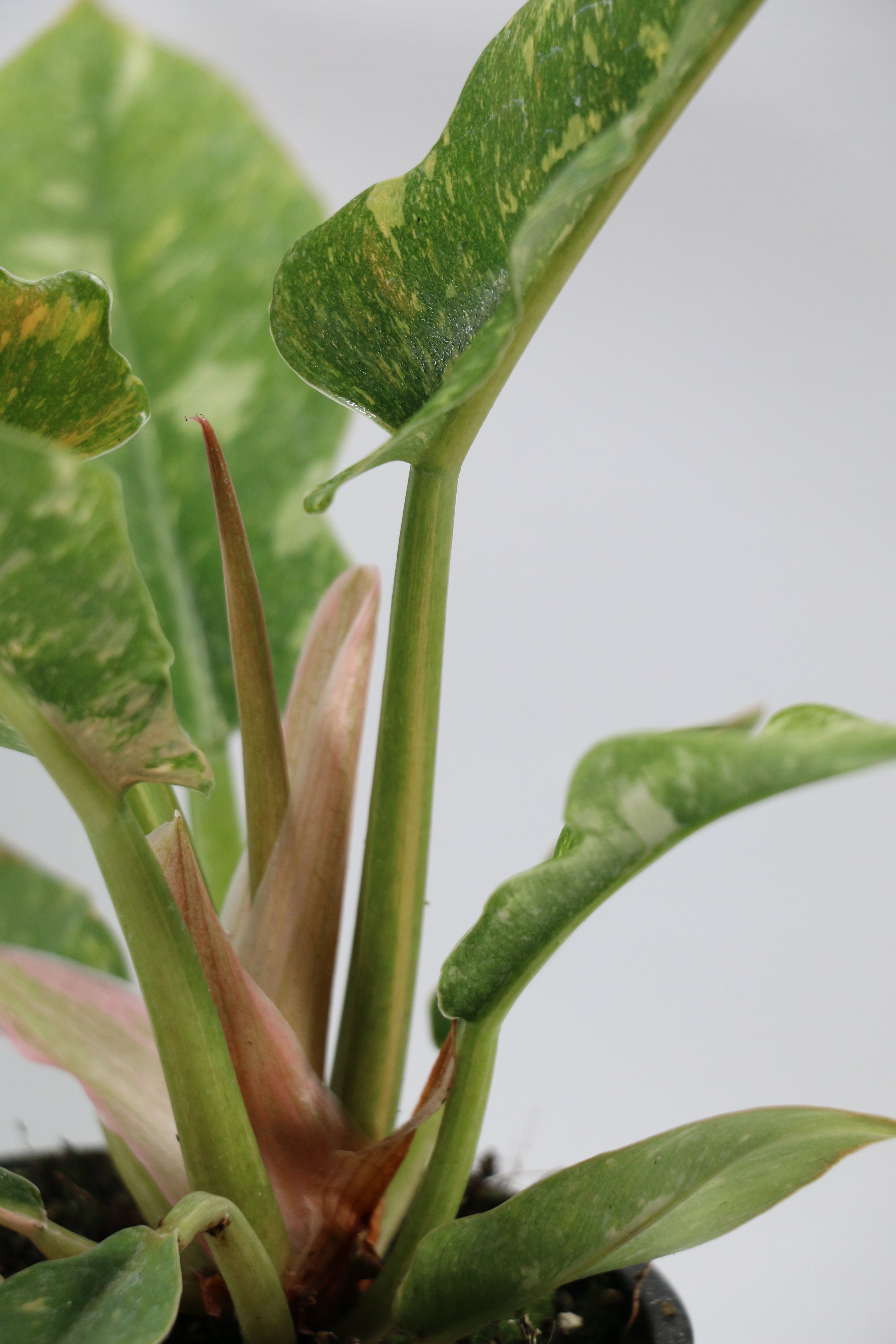 Philodendron ‘Ring of Fire’ — Exact Plant E