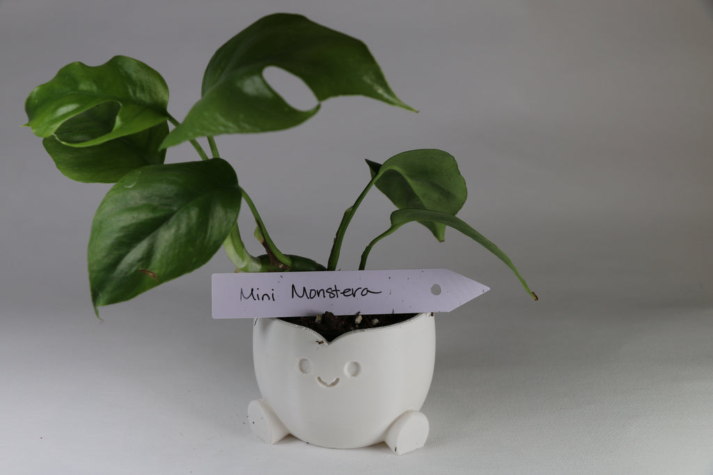 Mini Monstera – 2"