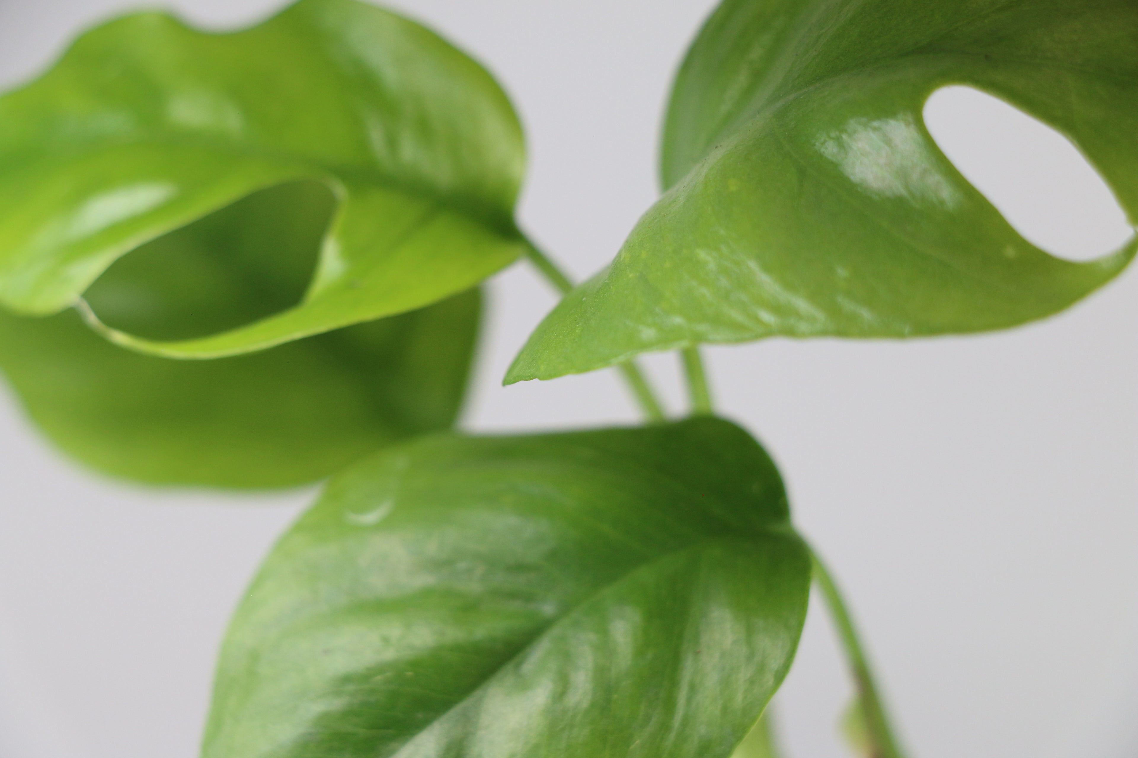 Mini Monstera – 2"