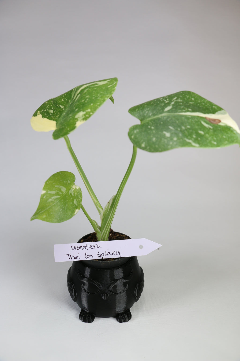 Monstera ‘Thai Constellation’ Galaxy — Exact Plant