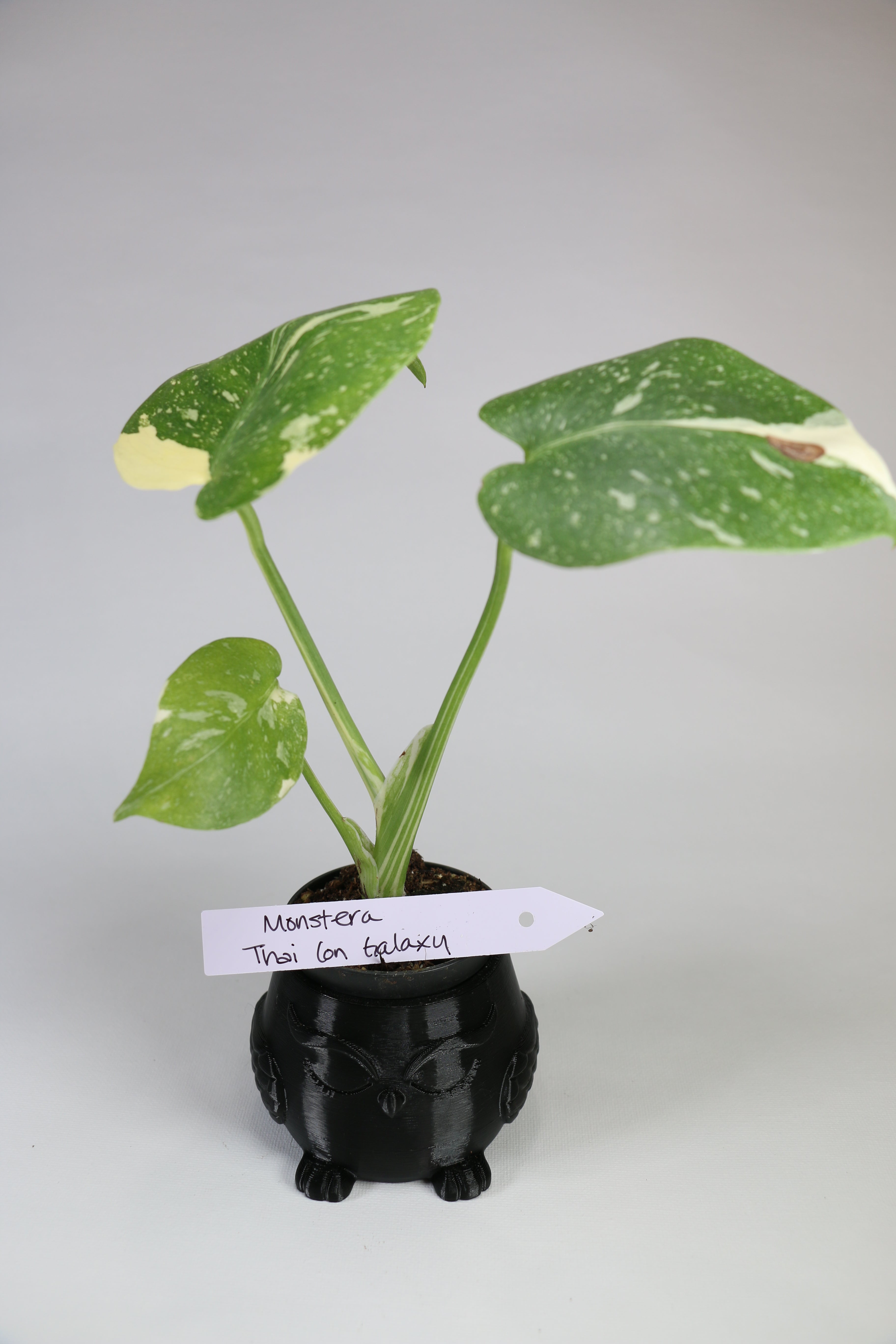 Monstera ‘Thai Constellation’ Galaxy — Exact Plant