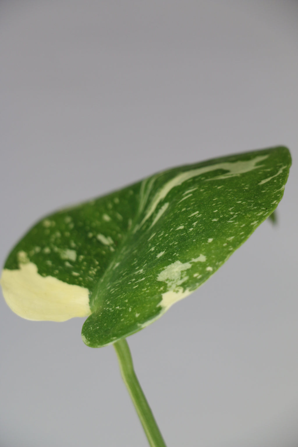 Monstera ‘Thai Constellation’ Galaxy — Exact Plant