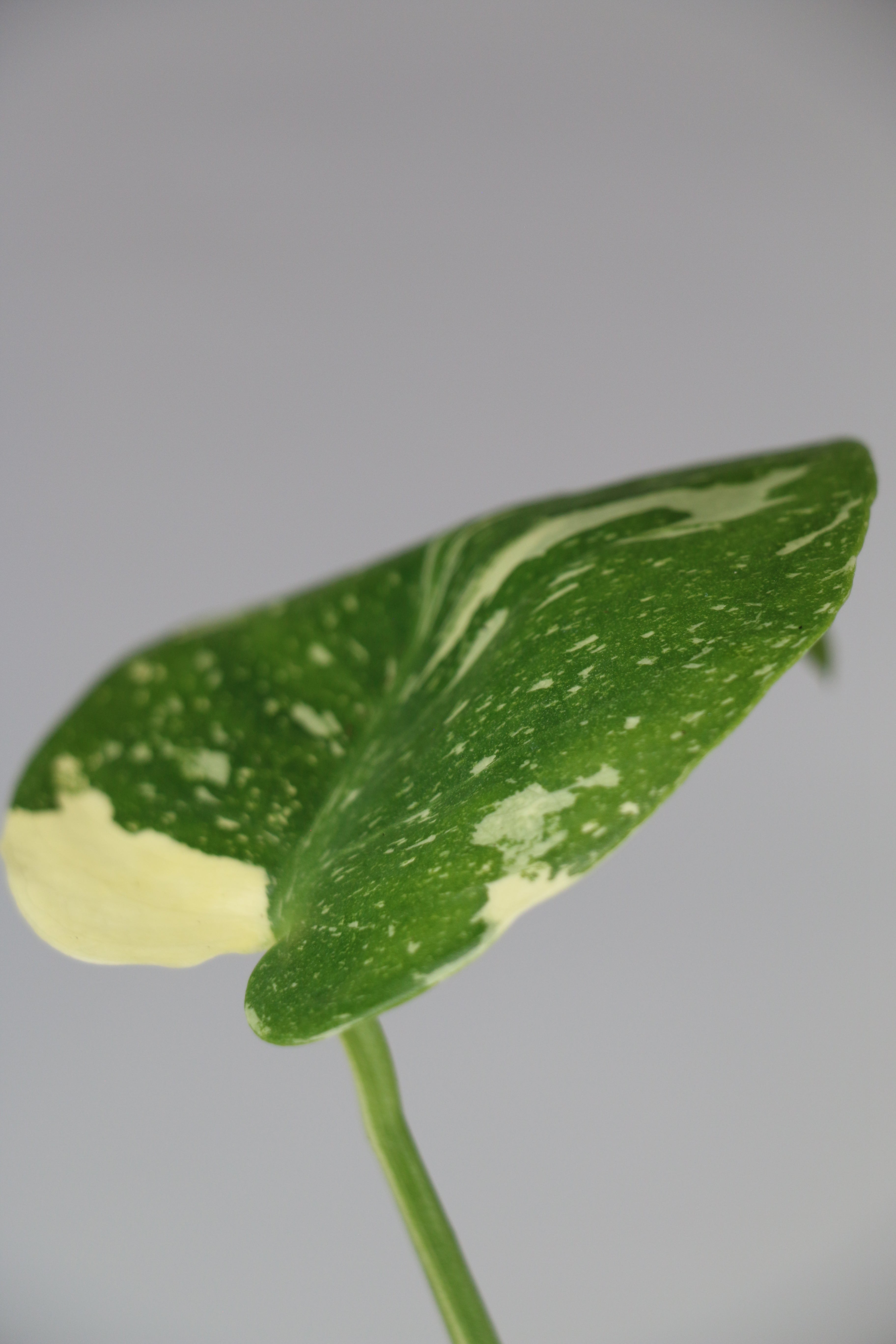 Monstera ‘Thai Constellation’ Galaxy — Exact Plant