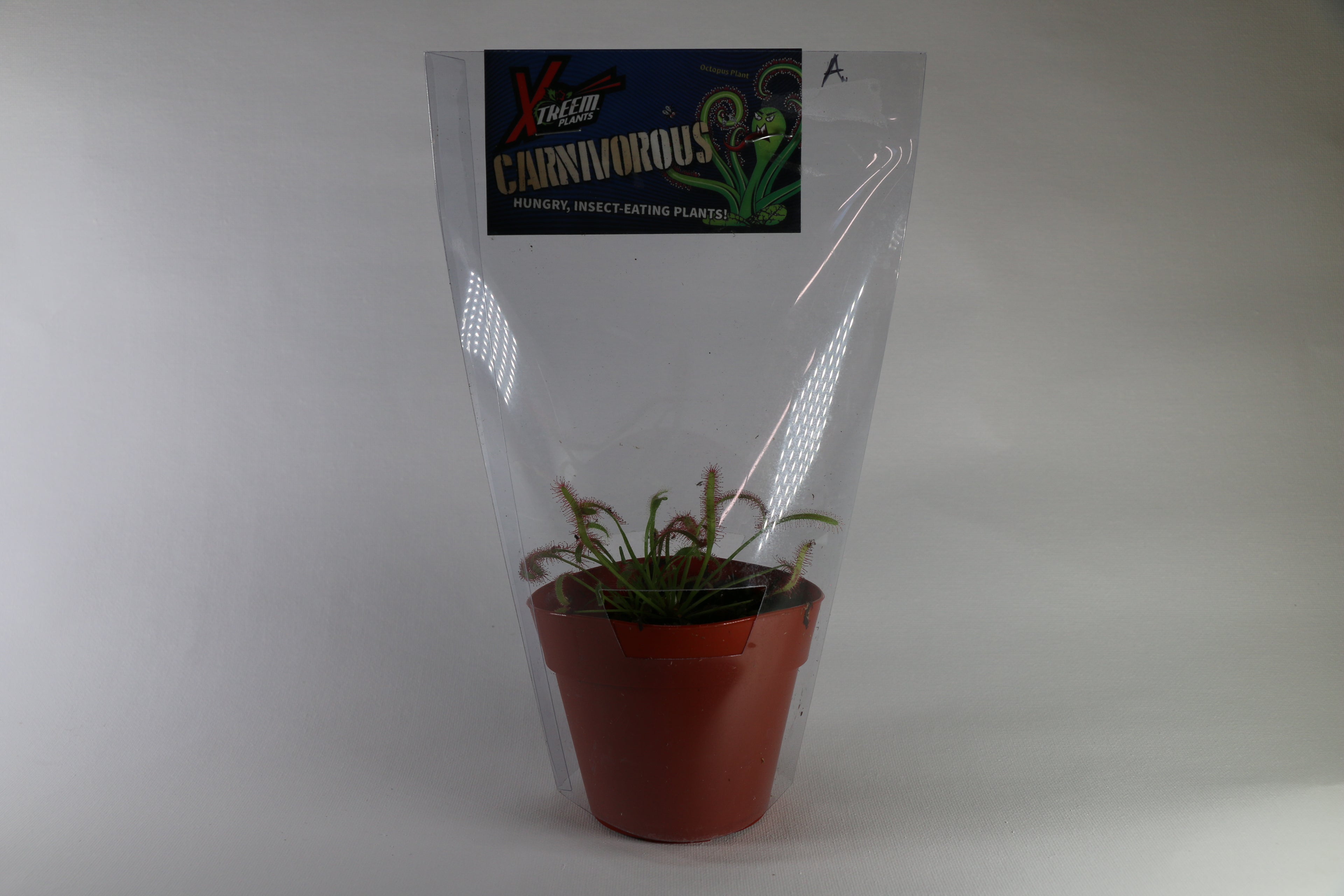 Cape Sundew Carnivorous Plant — Exact Plant A