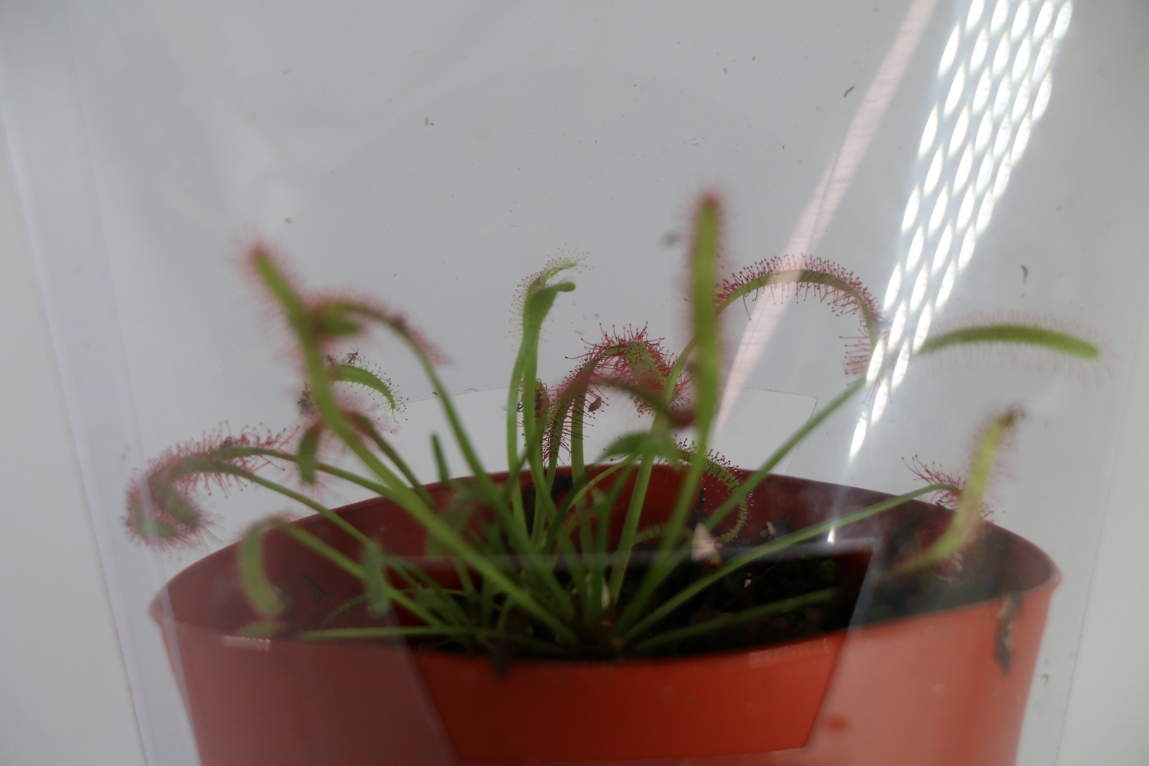 Cape Sundew Carnivorous Plant — Exact Plant A
