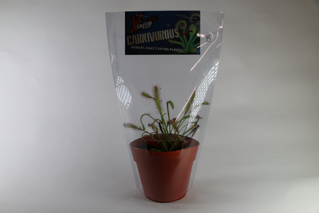 Cape Sundew Carnivorous Plant — Exact Plant B