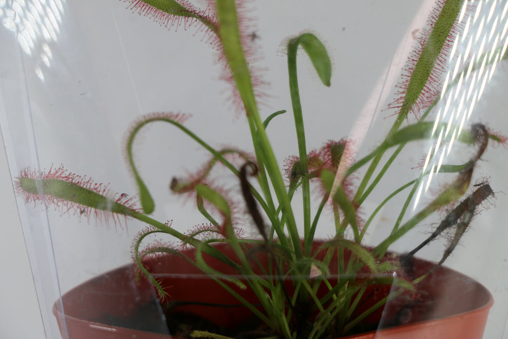 Cape Sundew Carnivorous Plant — Exact Plant B