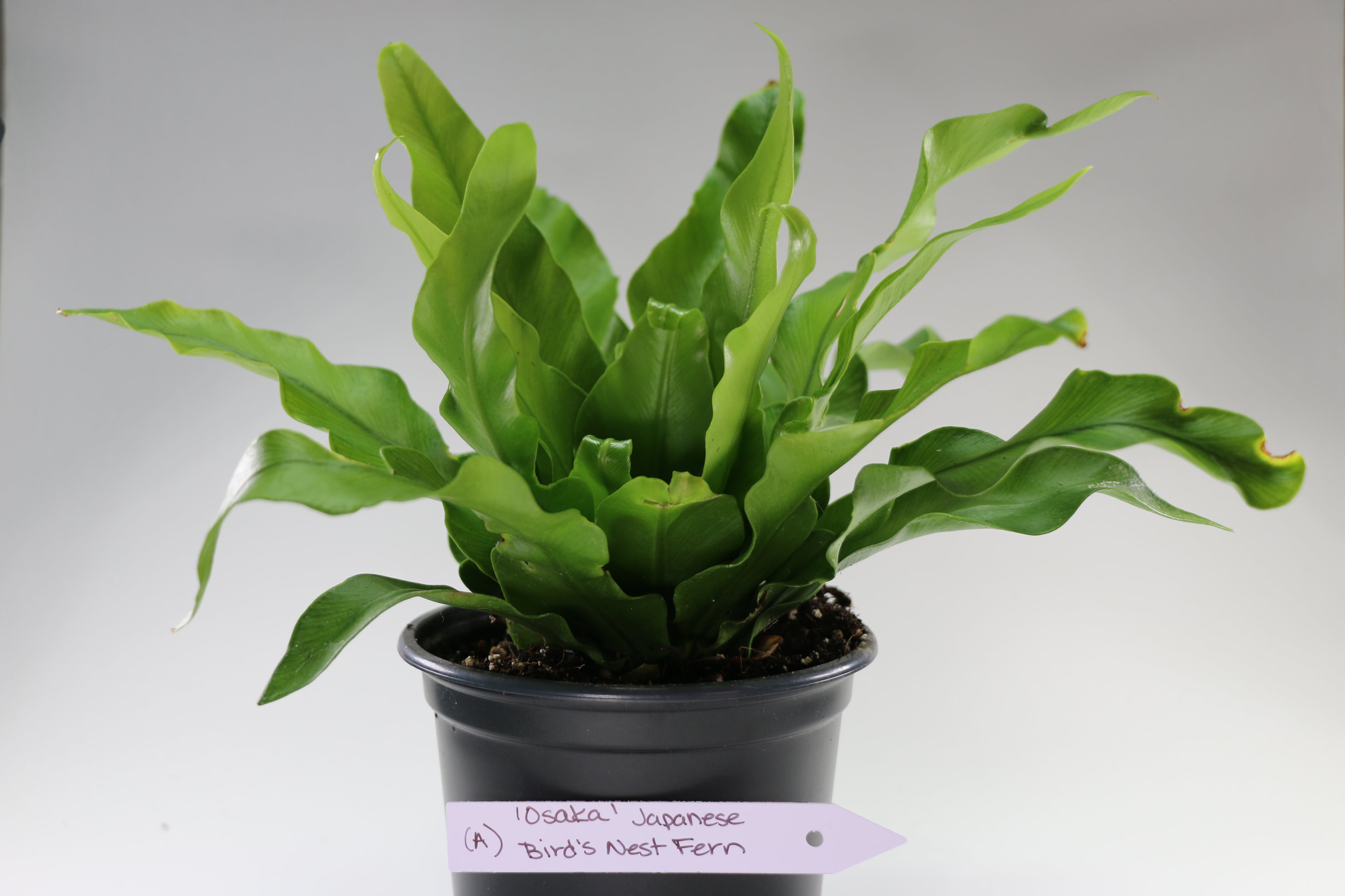Asplenium antiquum ‘Osaka’ — Exact Plant A