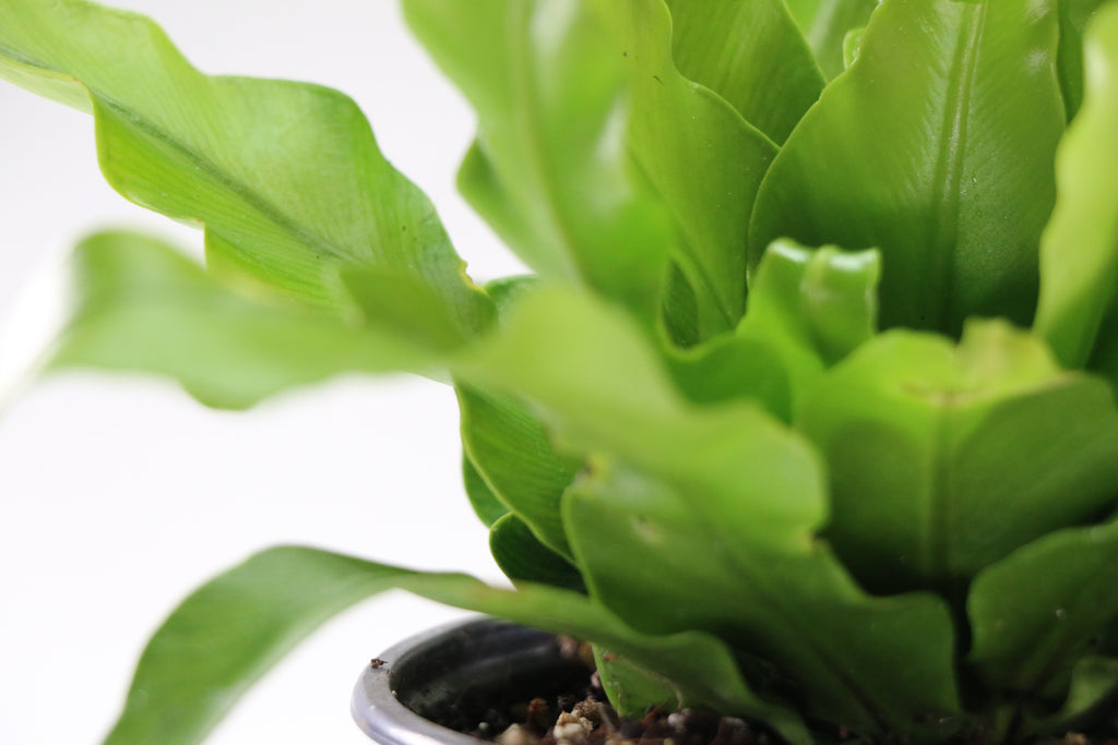 Asplenium antiquum ‘Osaka’ — Exact Plant A