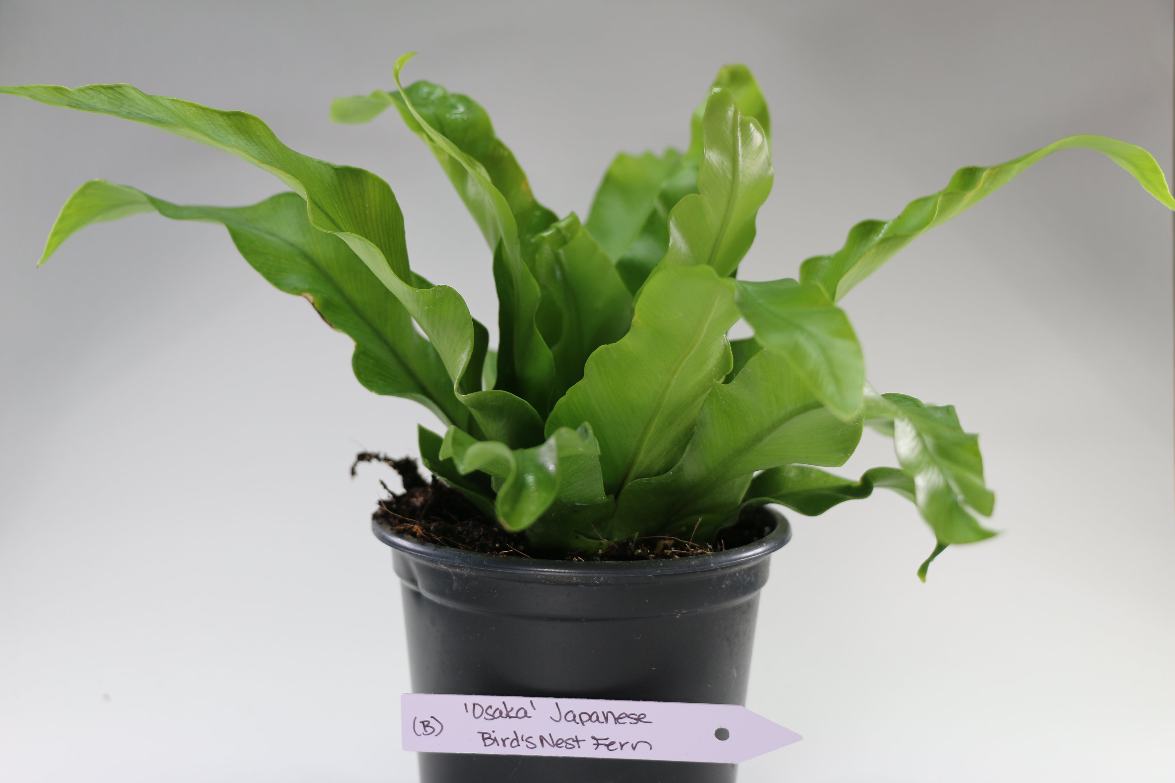 Asplenium antiquum ‘Osaka’ — Exact Plant B