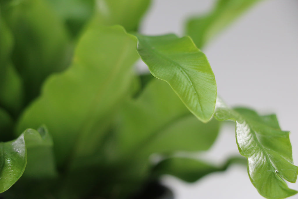 Asplenium antiquum ‘Osaka’ — Exact Plant B