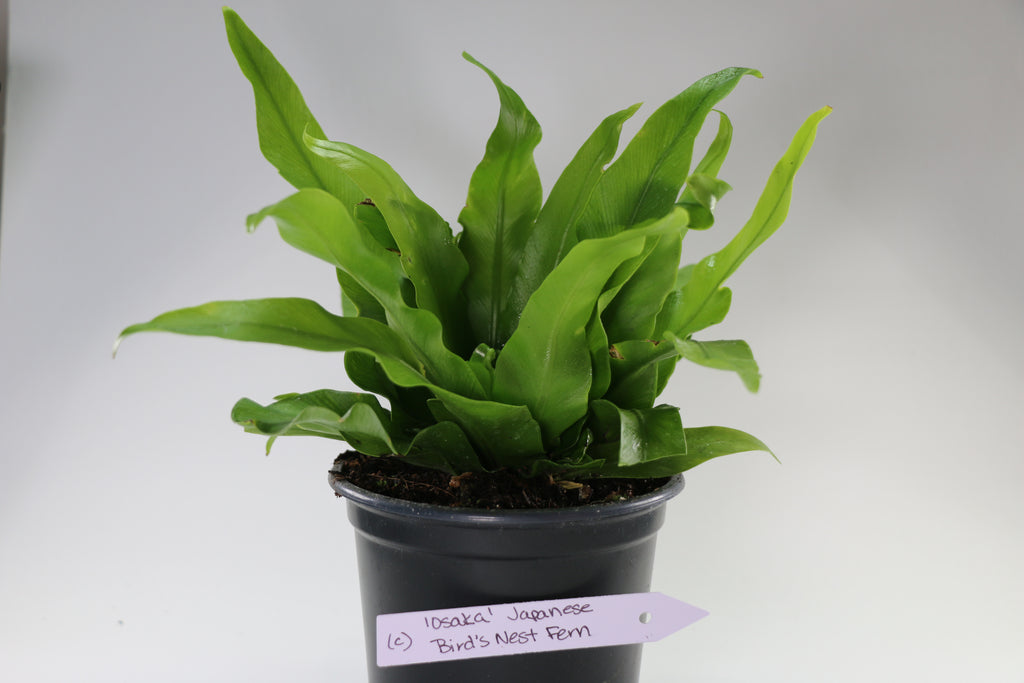 Asplenium antiquum ‘Osaka’ — Exact Plant C