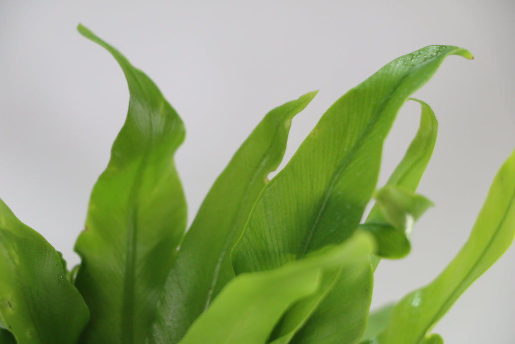 Asplenium antiquum ‘Osaka’ — Exact Plant C
