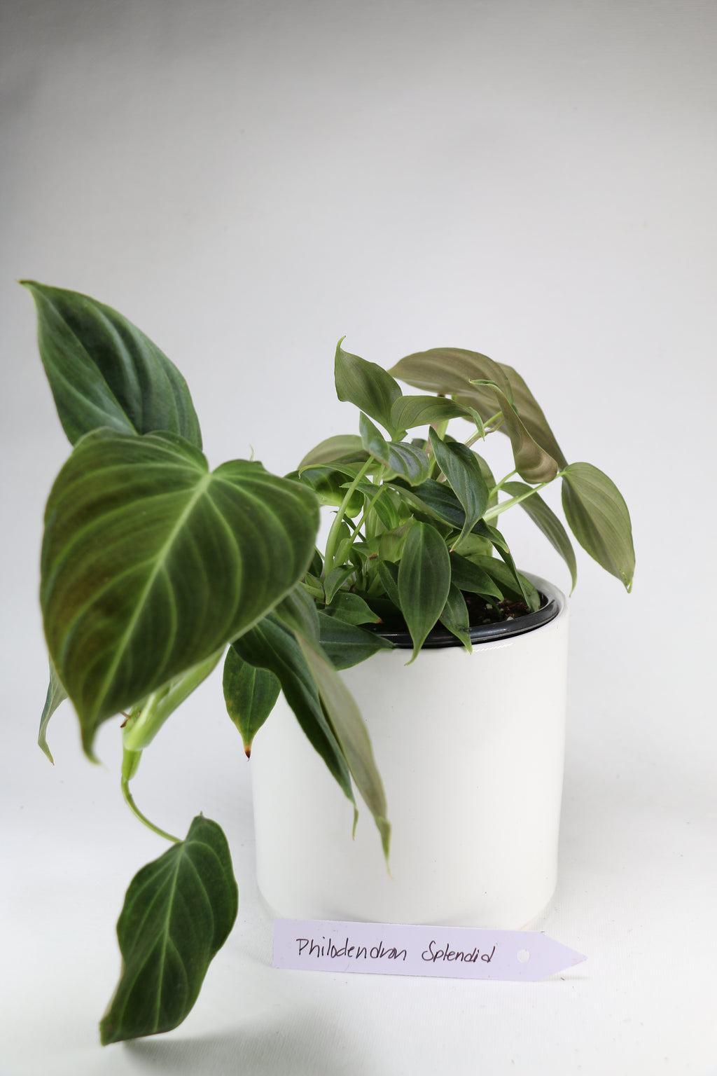 Philodendron ‘Splendid’ – 4"
