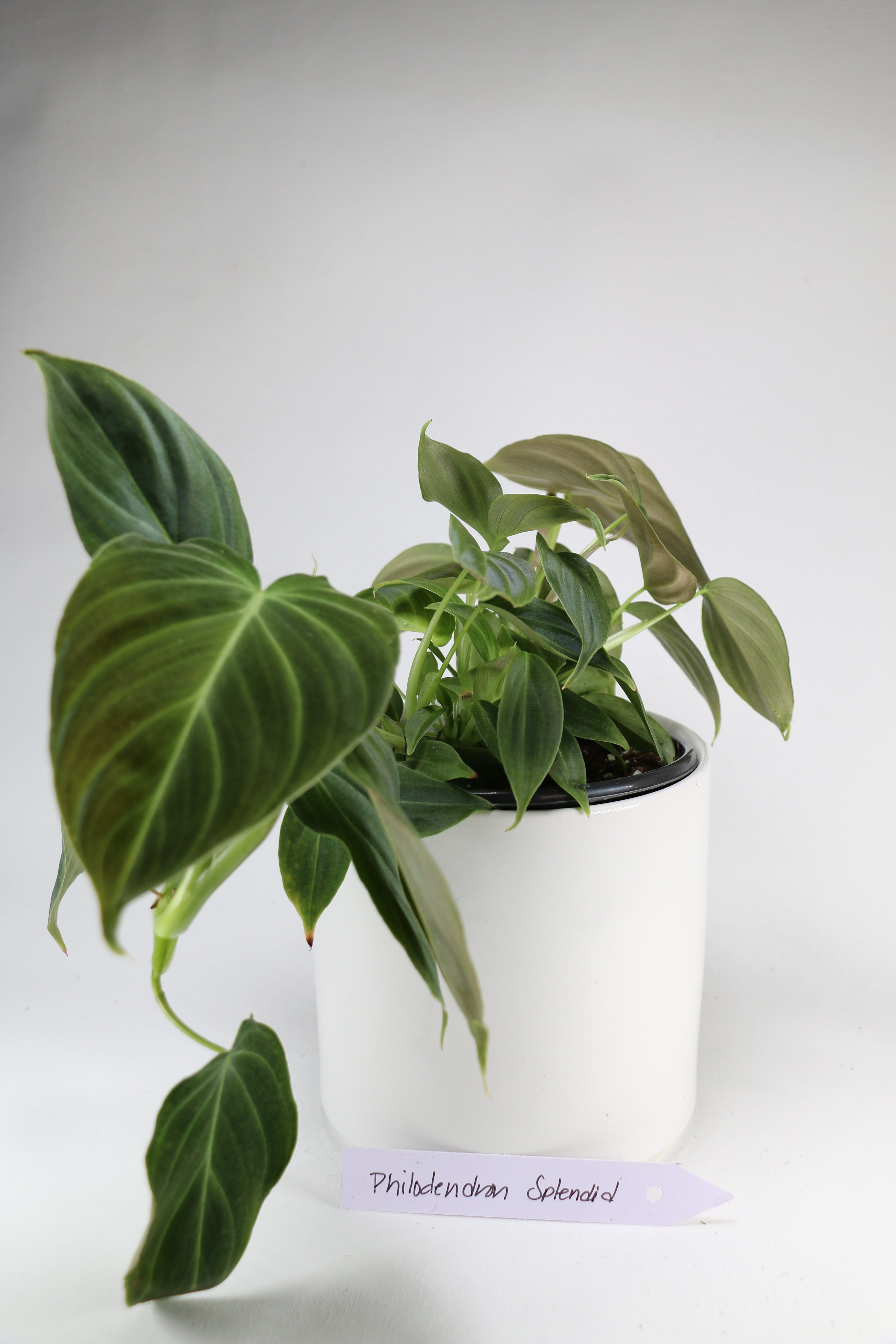 Philodendron ‘Splendid’ – 4"