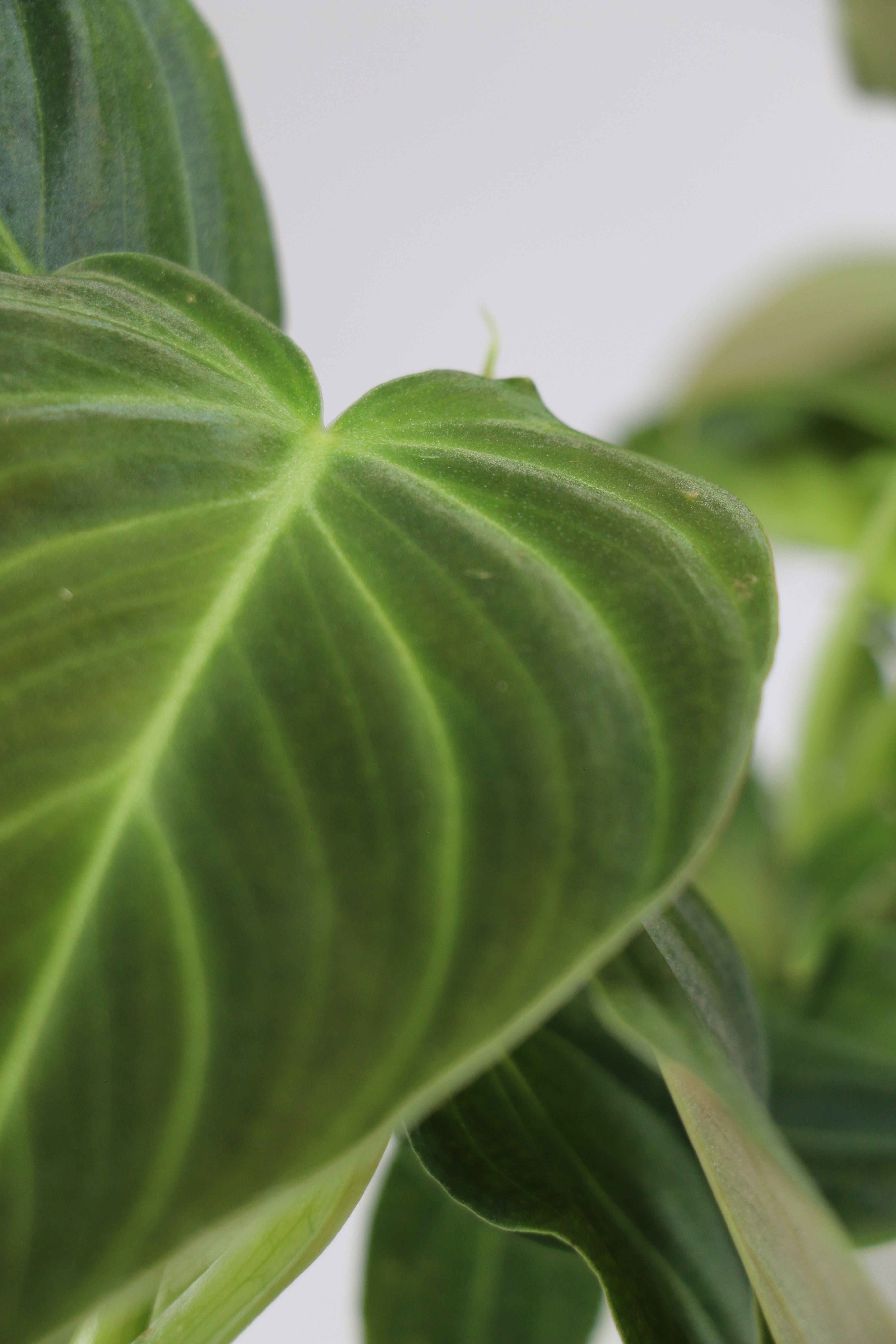 Philodendron ‘Splendid’ – 4"