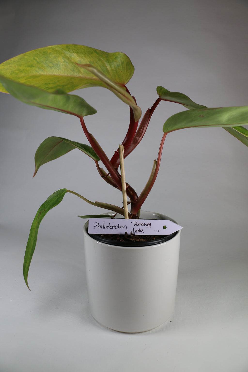 Philodendron ‘Painted Lady’ — Exact Plant