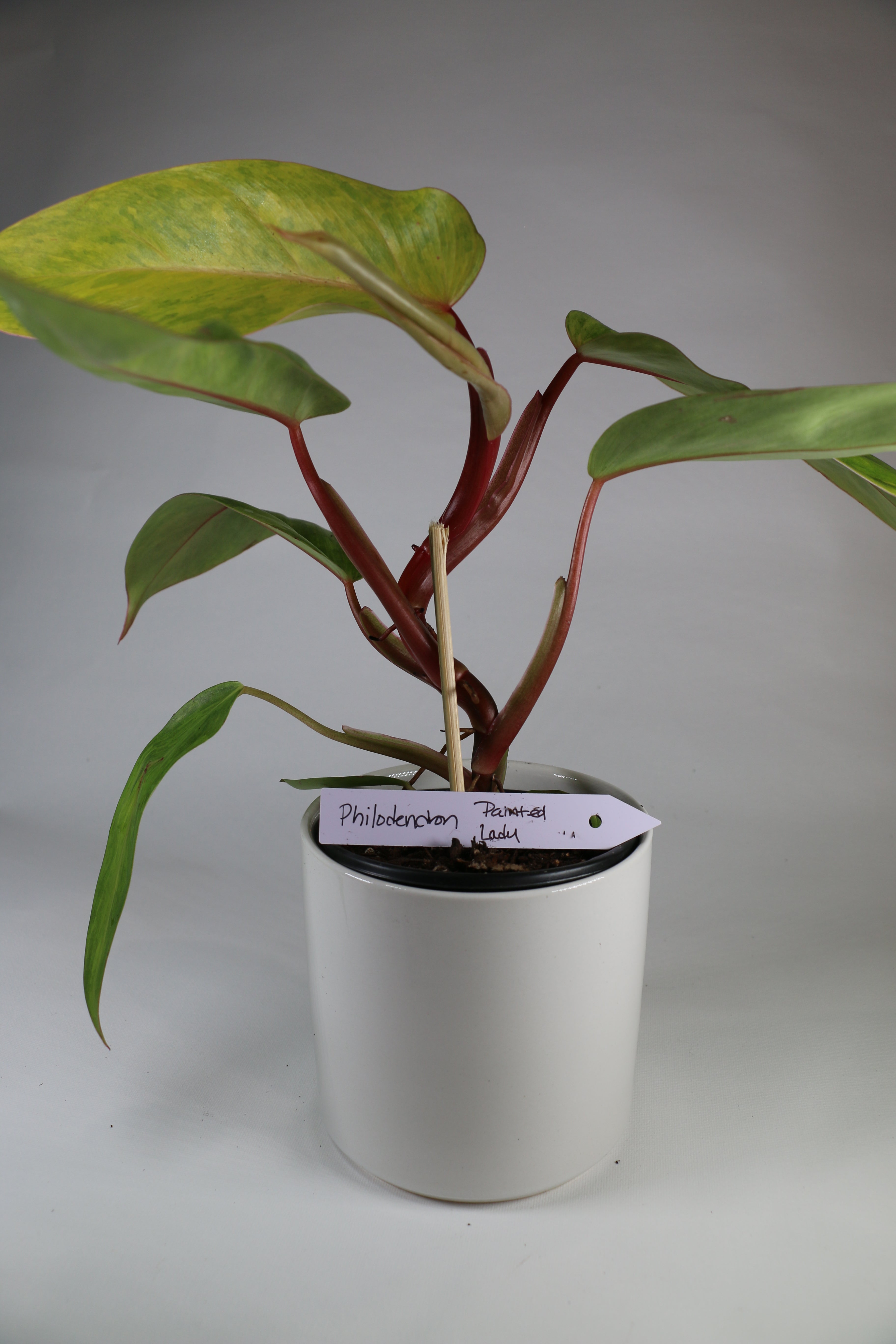 Philodendron ‘Painted Lady’ — Exact Plant