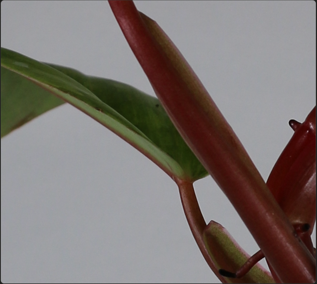 Philodendron ‘Painted Lady’ — Exact Plant