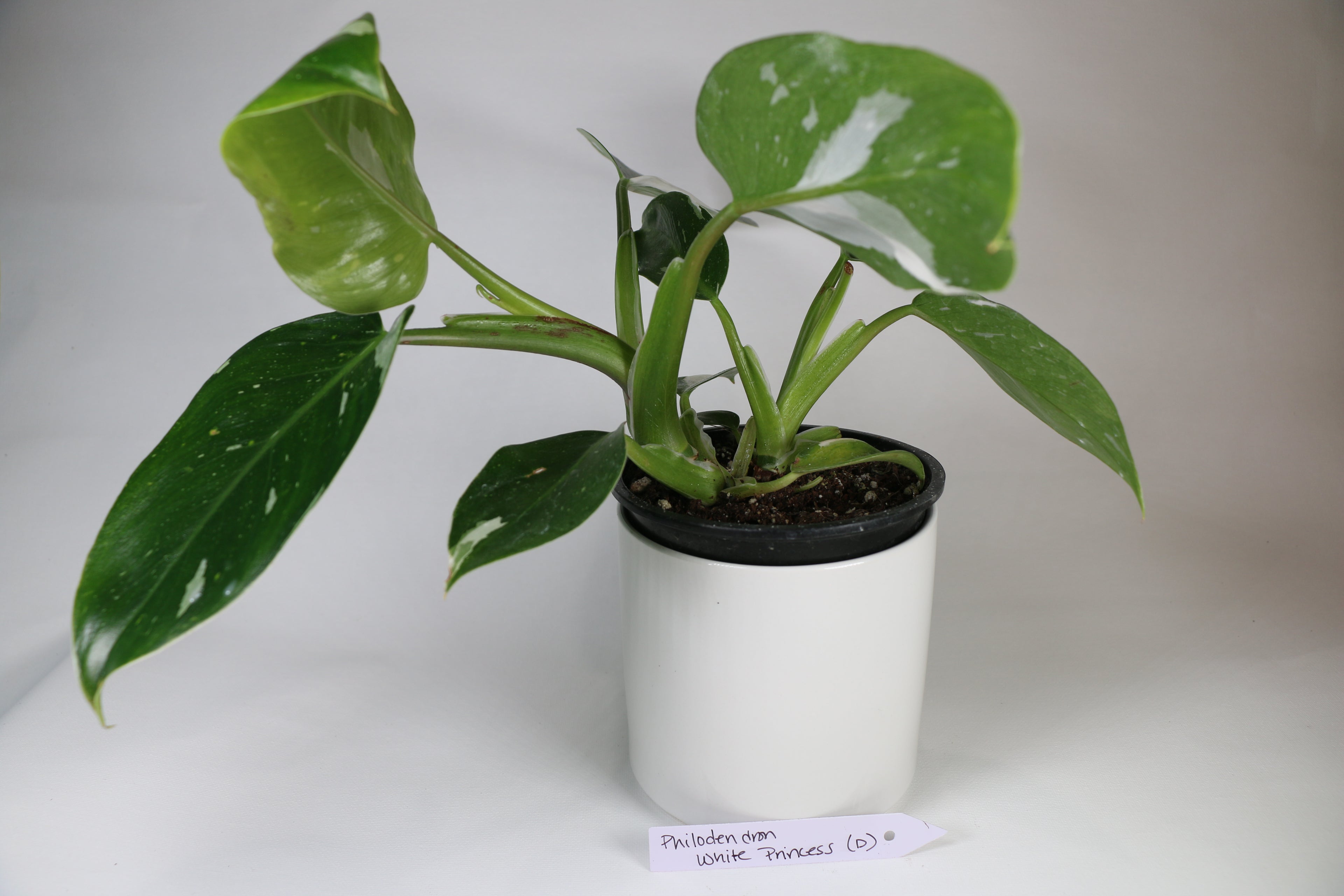 Philodendron ‘White Princess’ — Exact Plant