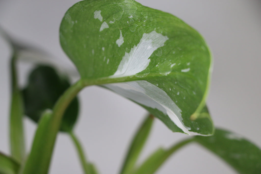 Philodendron ‘White Princess’ — Exact Plant