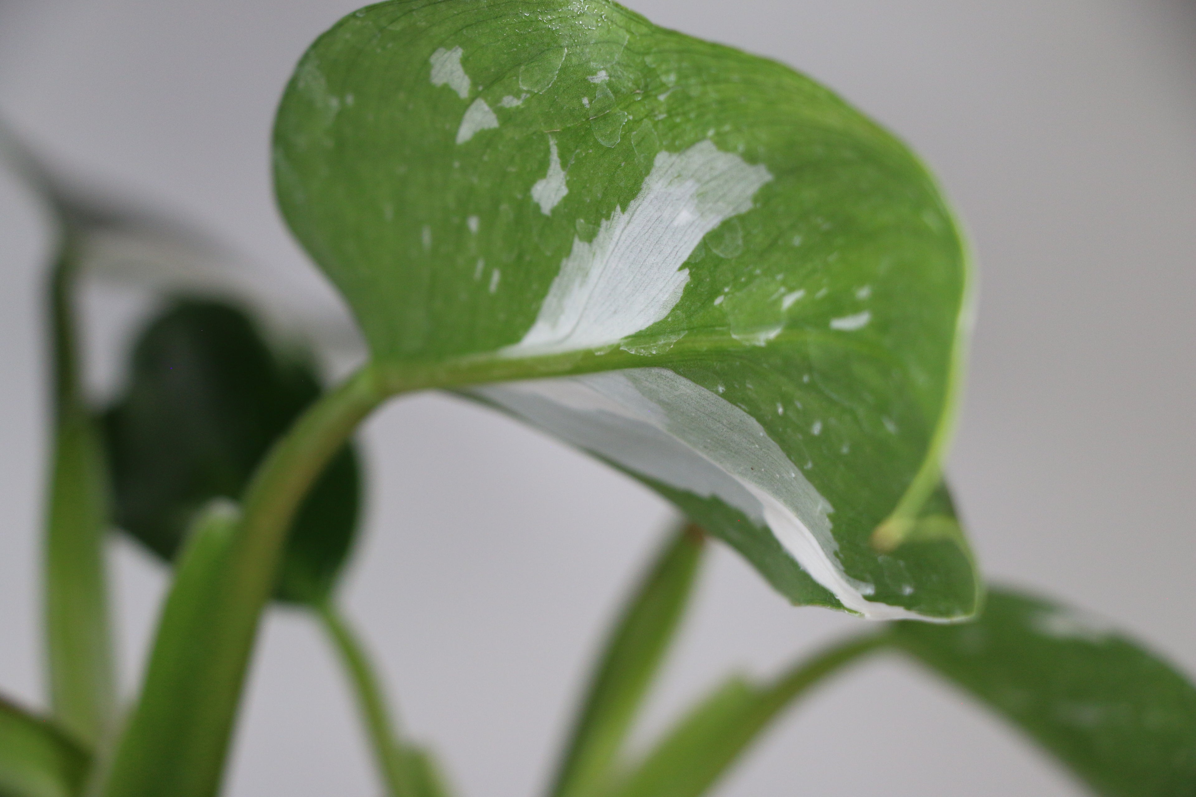 Philodendron ‘White Princess’ — Exact Plant