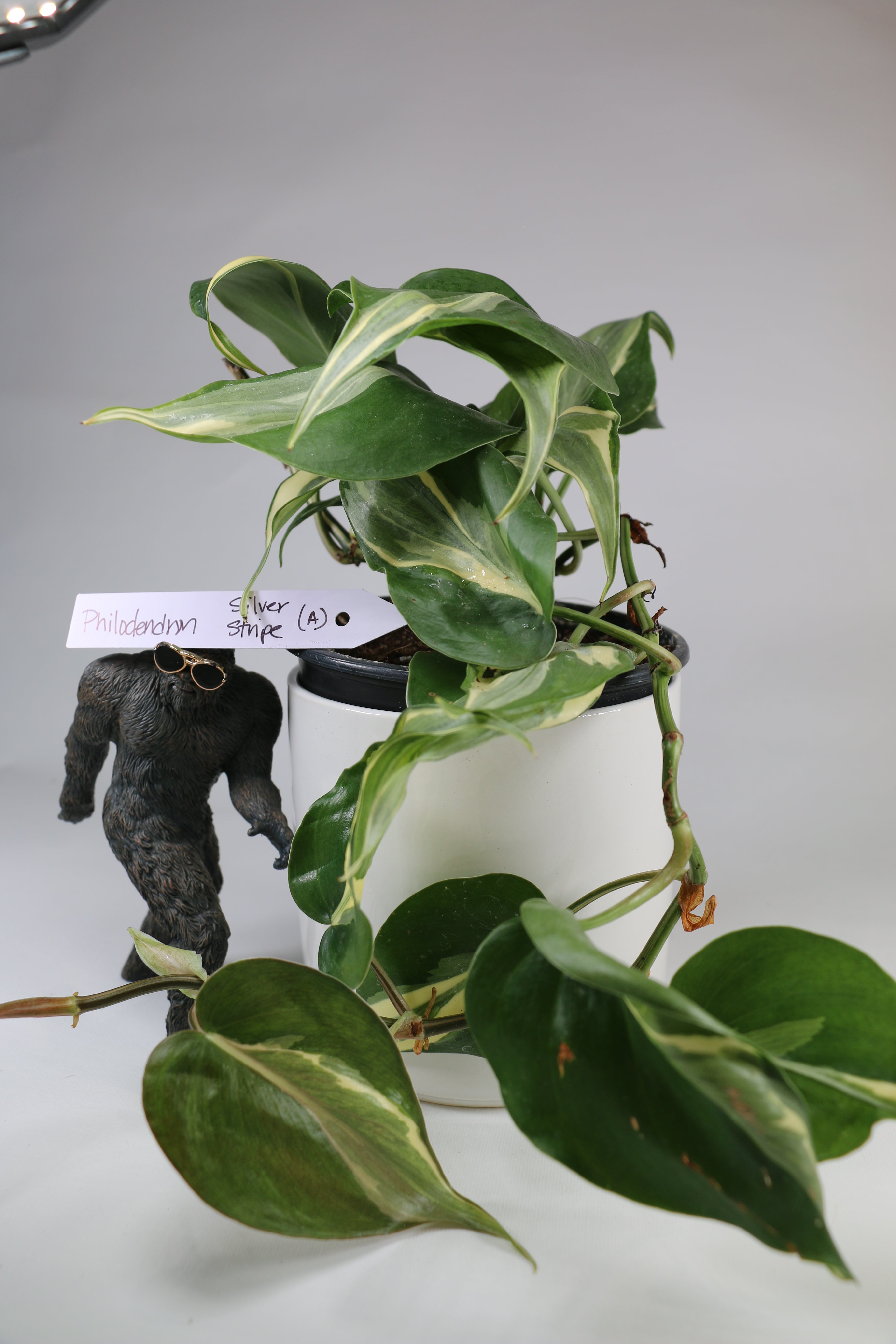 Philodendron ‘Silver Stripe’ — Exact Plant