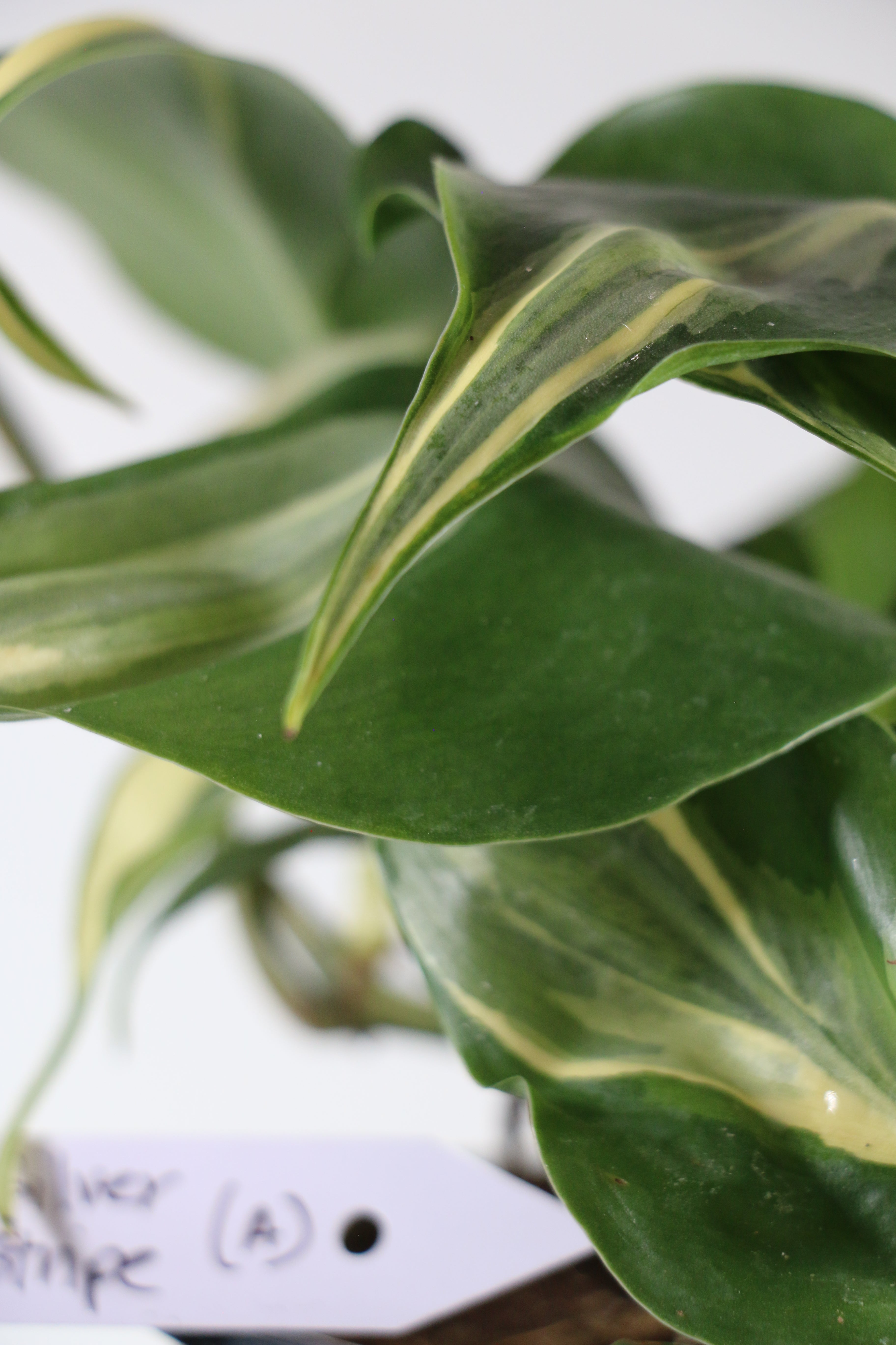 Philodendron ‘Silver Stripe’ — Exact Plant