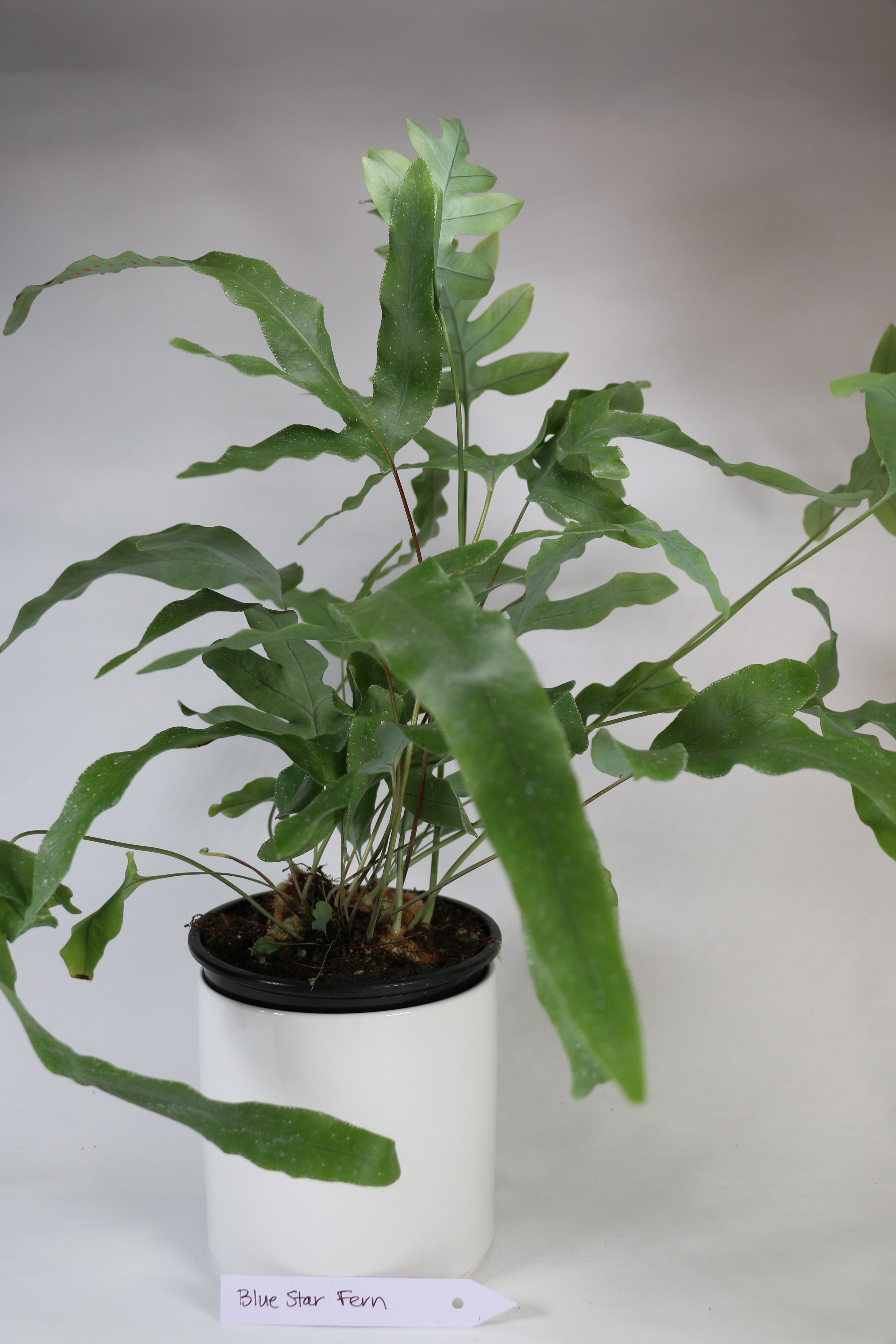 Blue Star Fern — Exact Plant