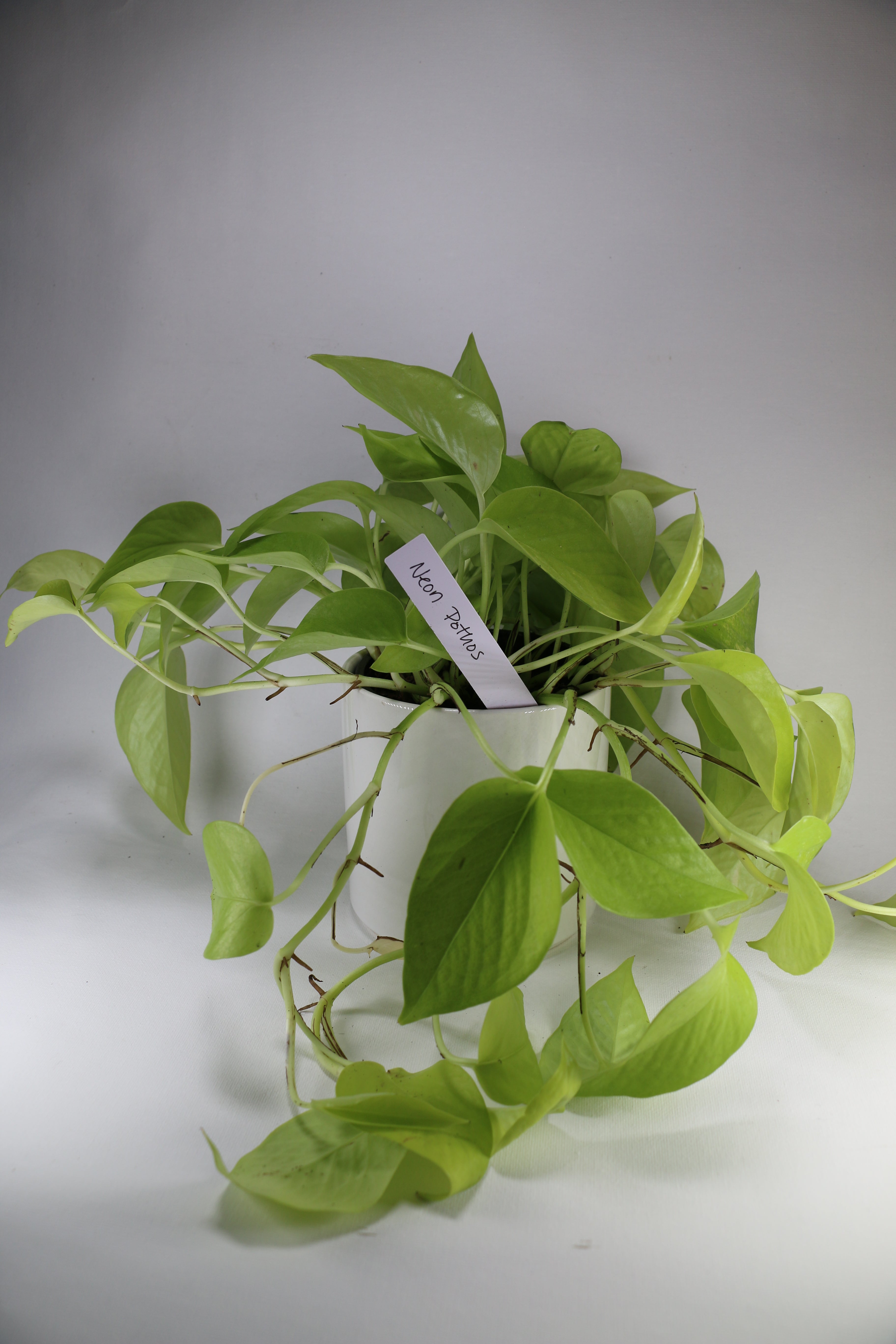 Neon Pothos – 4"