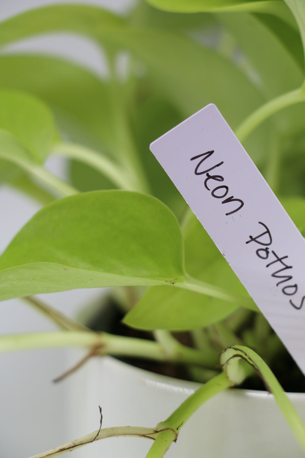 Neon Pothos – 4"