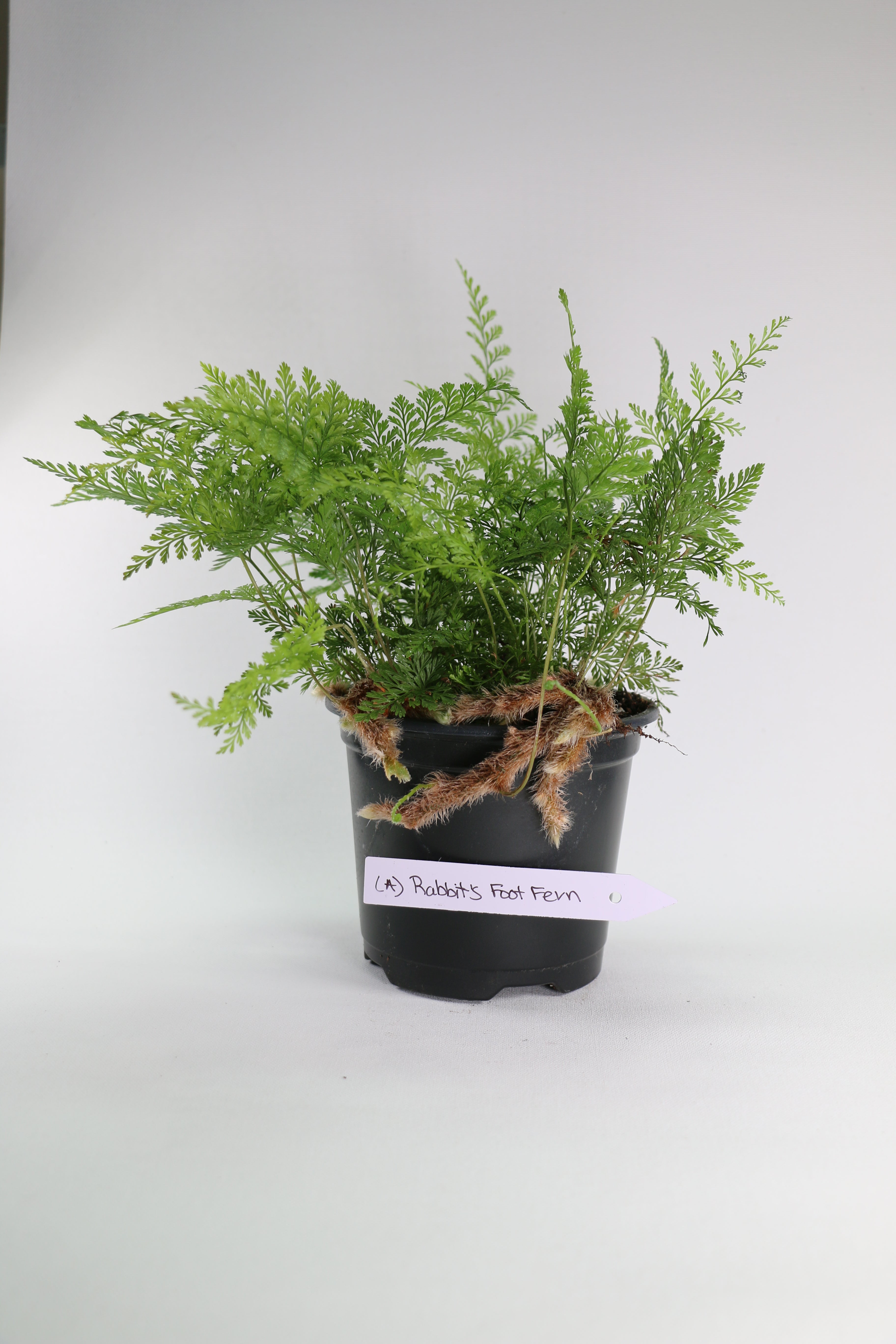 Davallia fejeensis Rabbit’s Foot Fern — Choose Your Exact Plant A