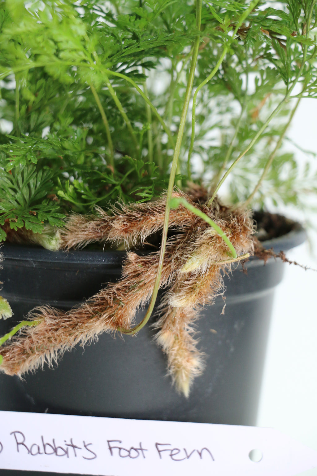 Davallia fejeensis Rabbit’s Foot Fern — Choose Your Exact Plant A