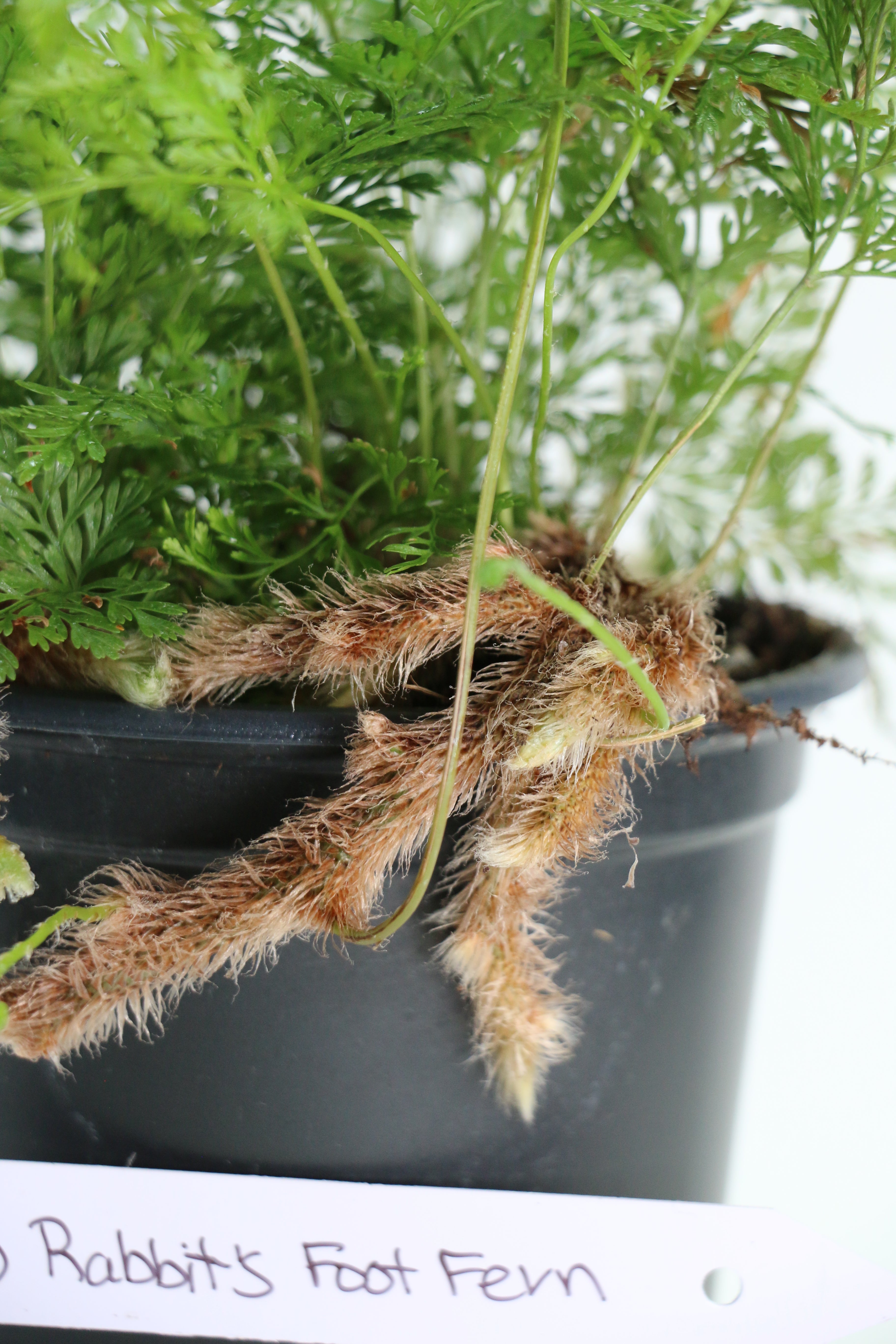 Davallia fejeensis Rabbit’s Foot Fern — Choose Your Exact Plant A