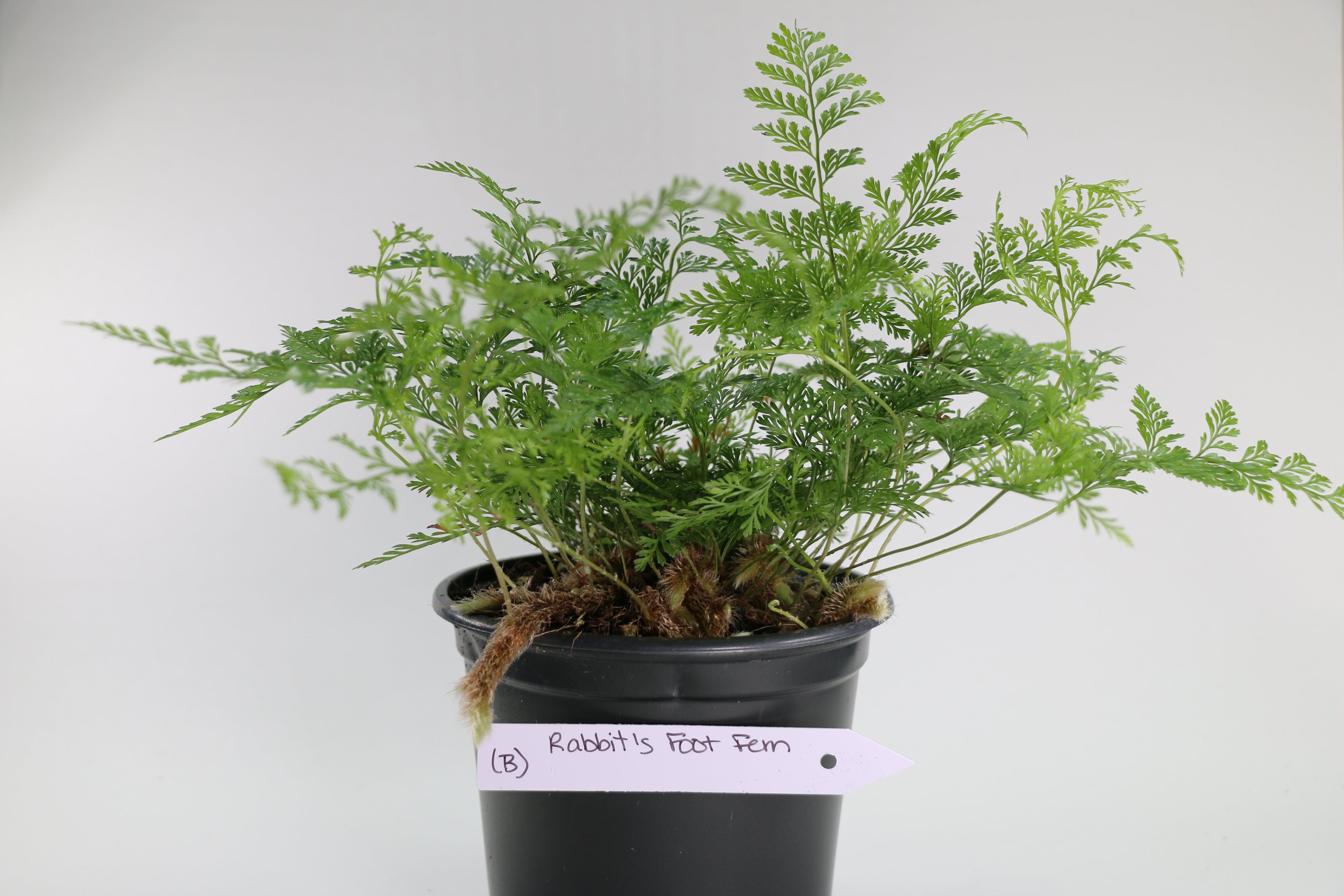Davallia fejeensis Rabbit’s Foot Fern — Choose Your Exact Plant B