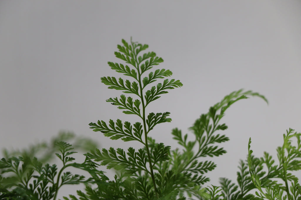 Davallia fejeensis Rabbit’s Foot Fern — Choose Your Exact Plant B