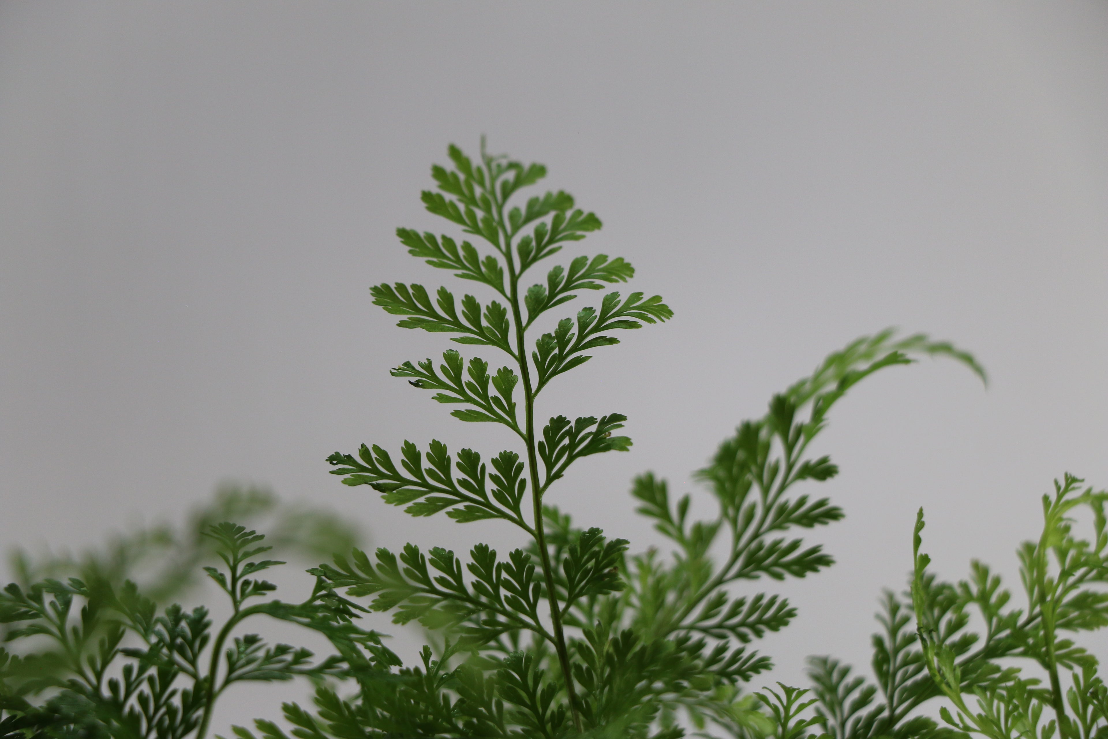 Davallia fejeensis Rabbit’s Foot Fern — Choose Your Exact Plant B