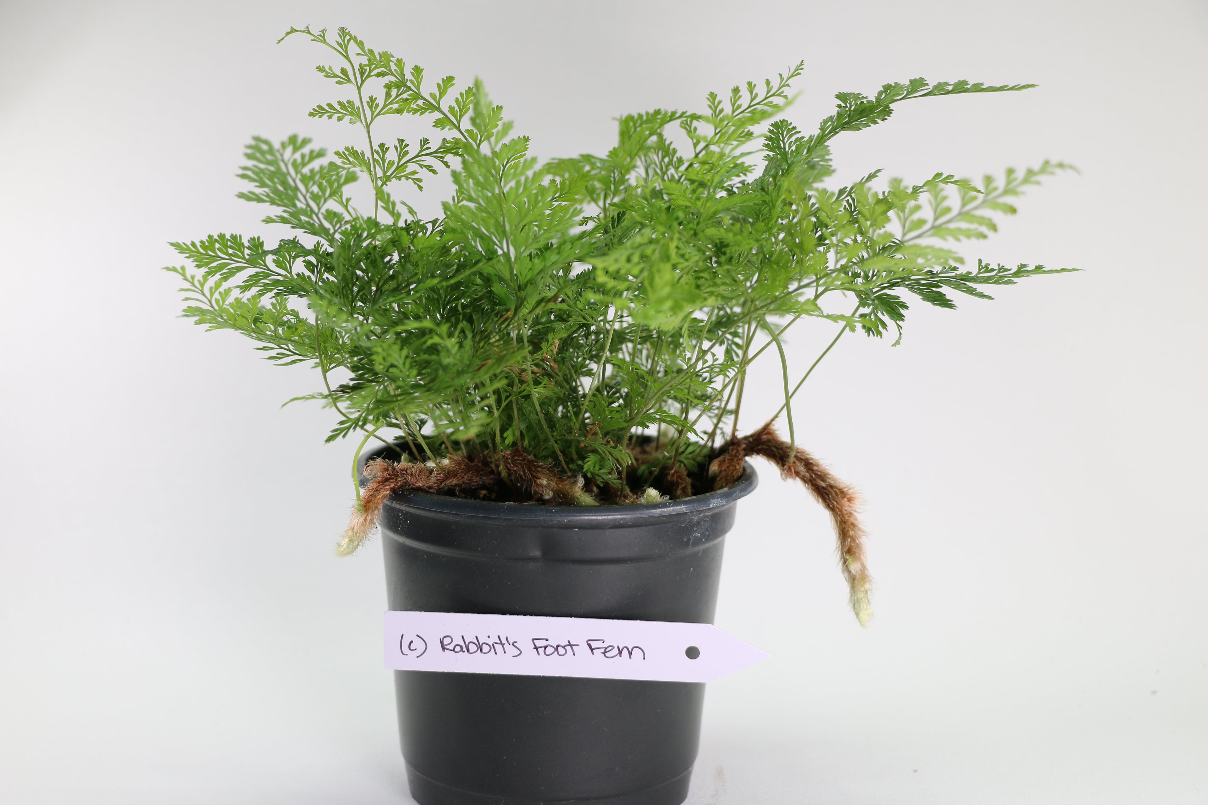 Davallia fejeensis Rabbit’s Foot Fern — Choose Your Exact Plant C