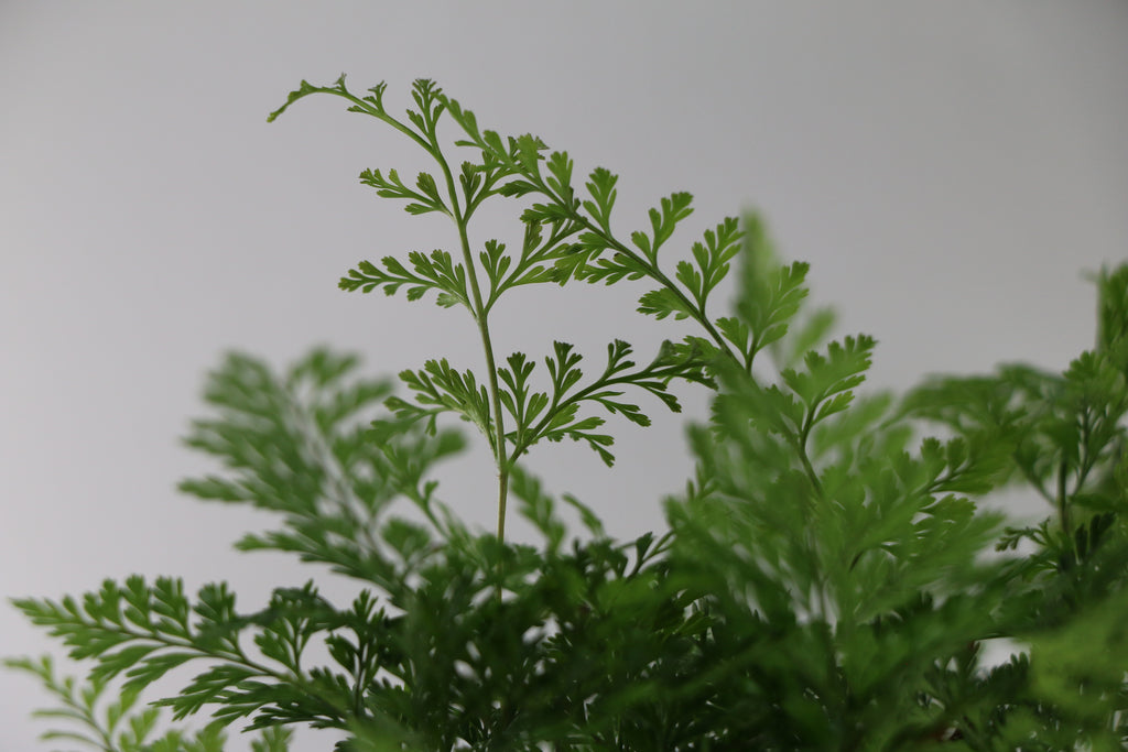 Davallia fejeensis Rabbit’s Foot Fern — Choose Your Exact Plant C