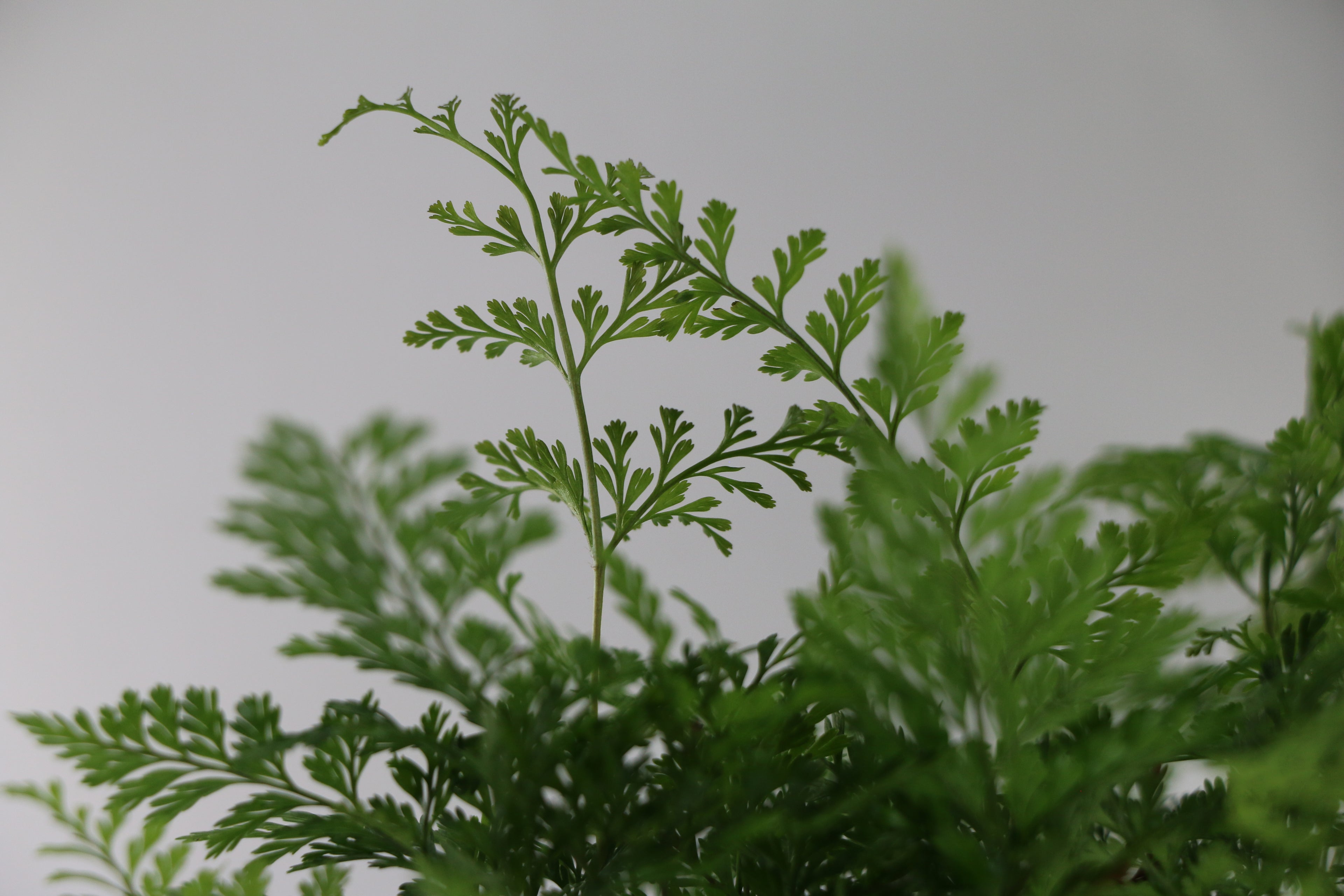 Davallia fejeensis Rabbit’s Foot Fern — Choose Your Exact Plant C