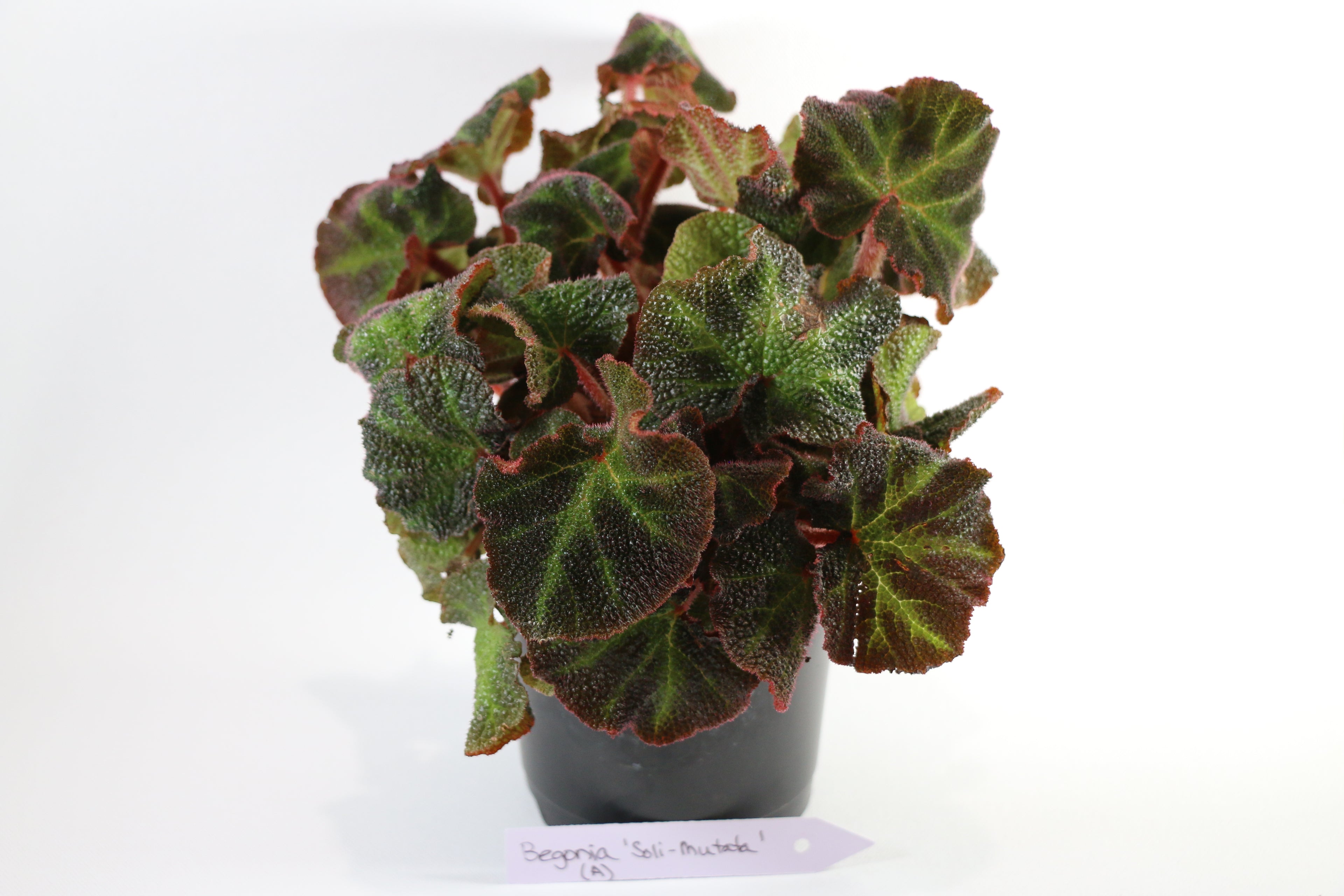 Begonia Soli-Mutata — Choose Your Exact Plant "A"