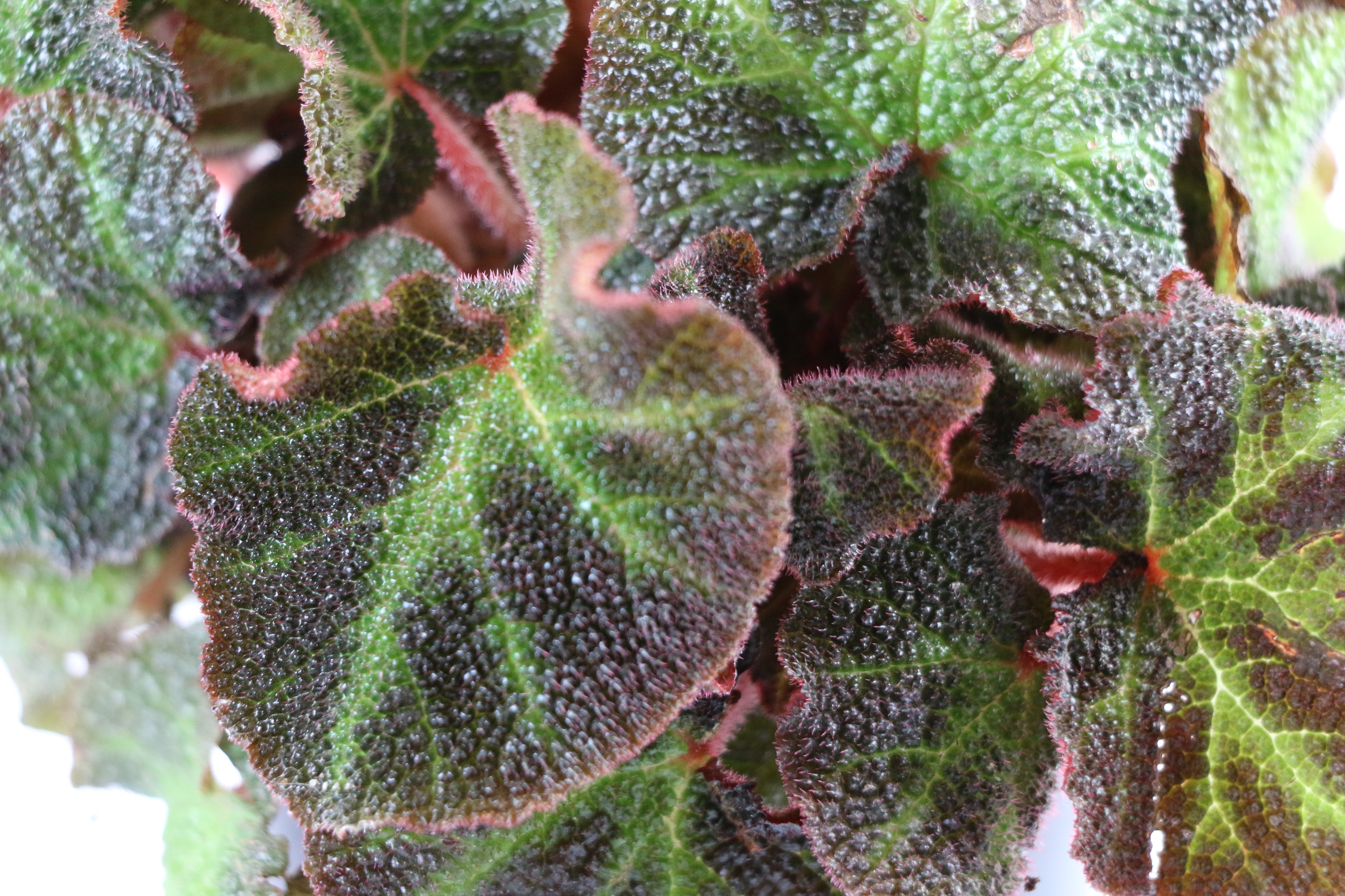 Begonia Soli-Mutata — Choose Your Exact Plant "A"