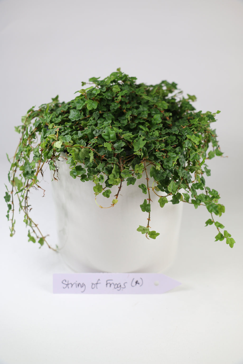 String of Frogs — Exact Plant A