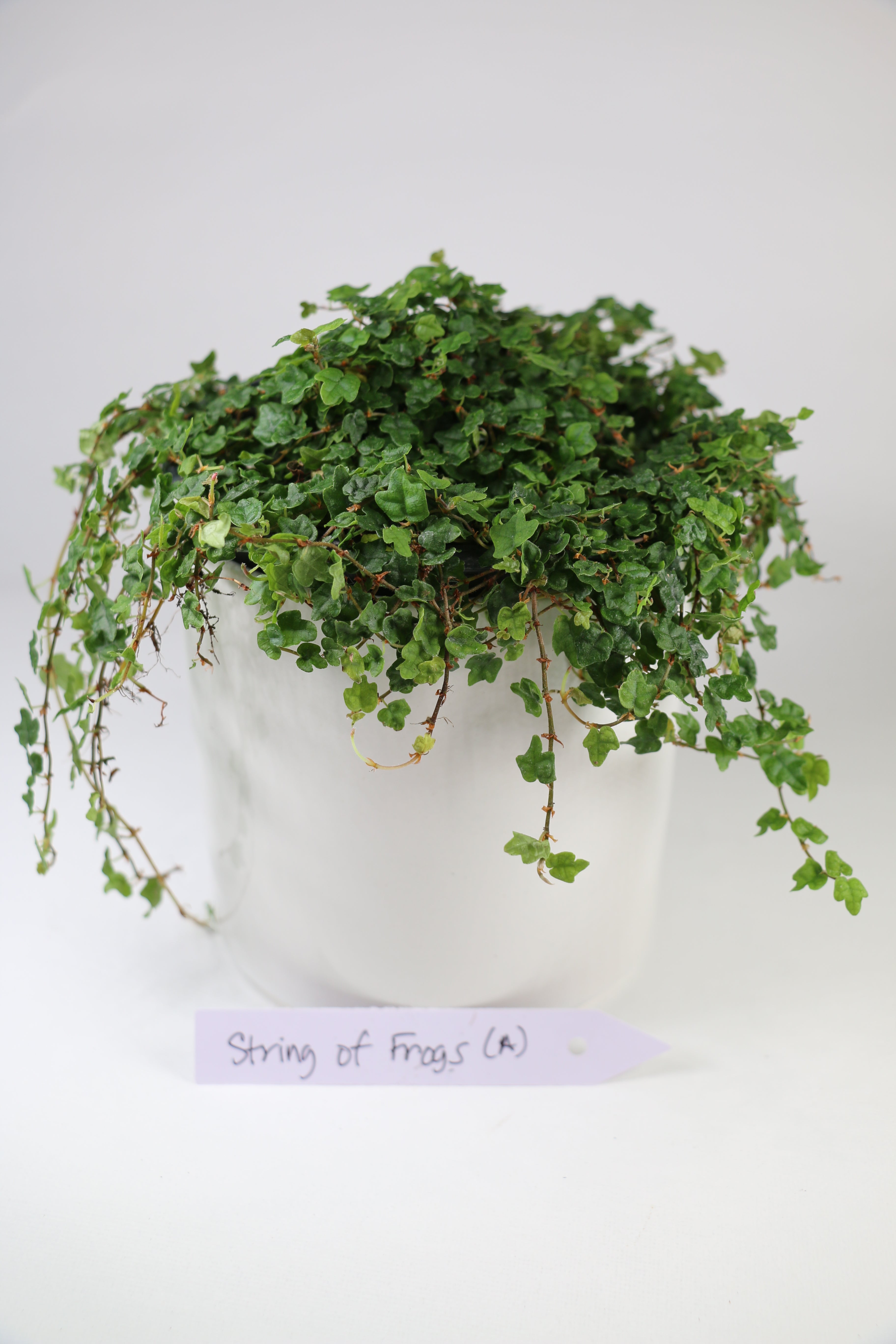 String of Frogs — Exact Plant A