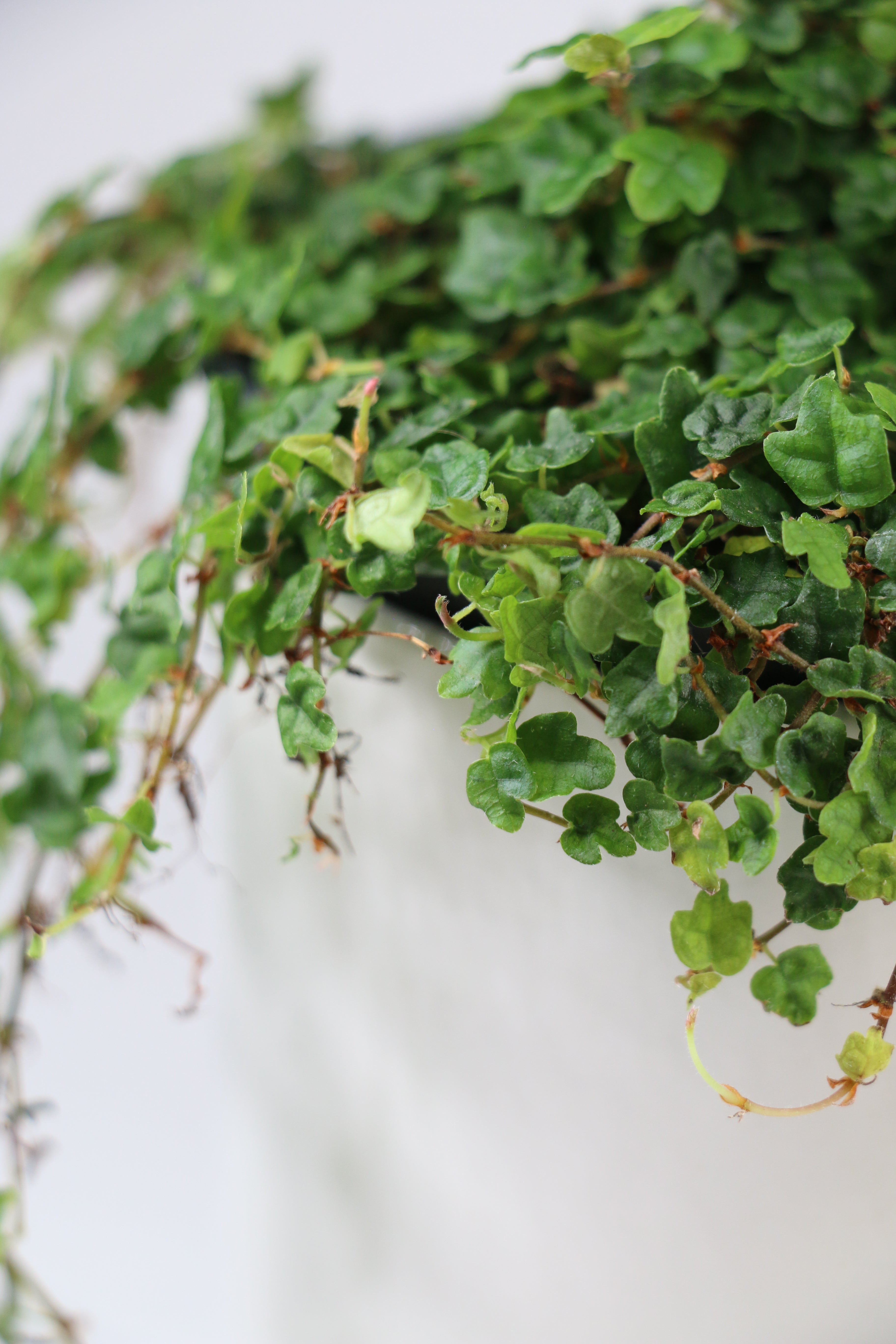 String of Frogs — Exact Plant A